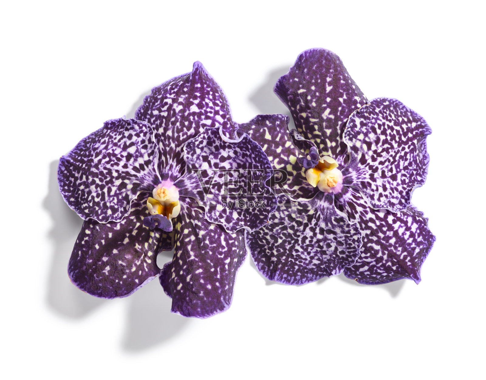 紫色的万达兰花照片摄影图片