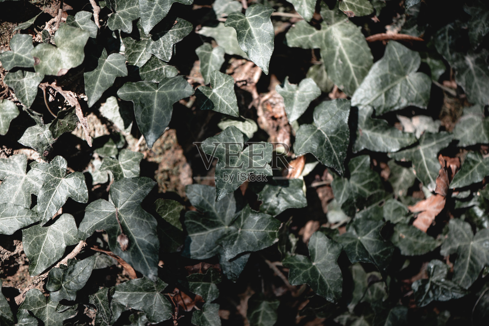 植物和花:一种植物树干上的常青藤-海德拉螺旋照片摄影图片