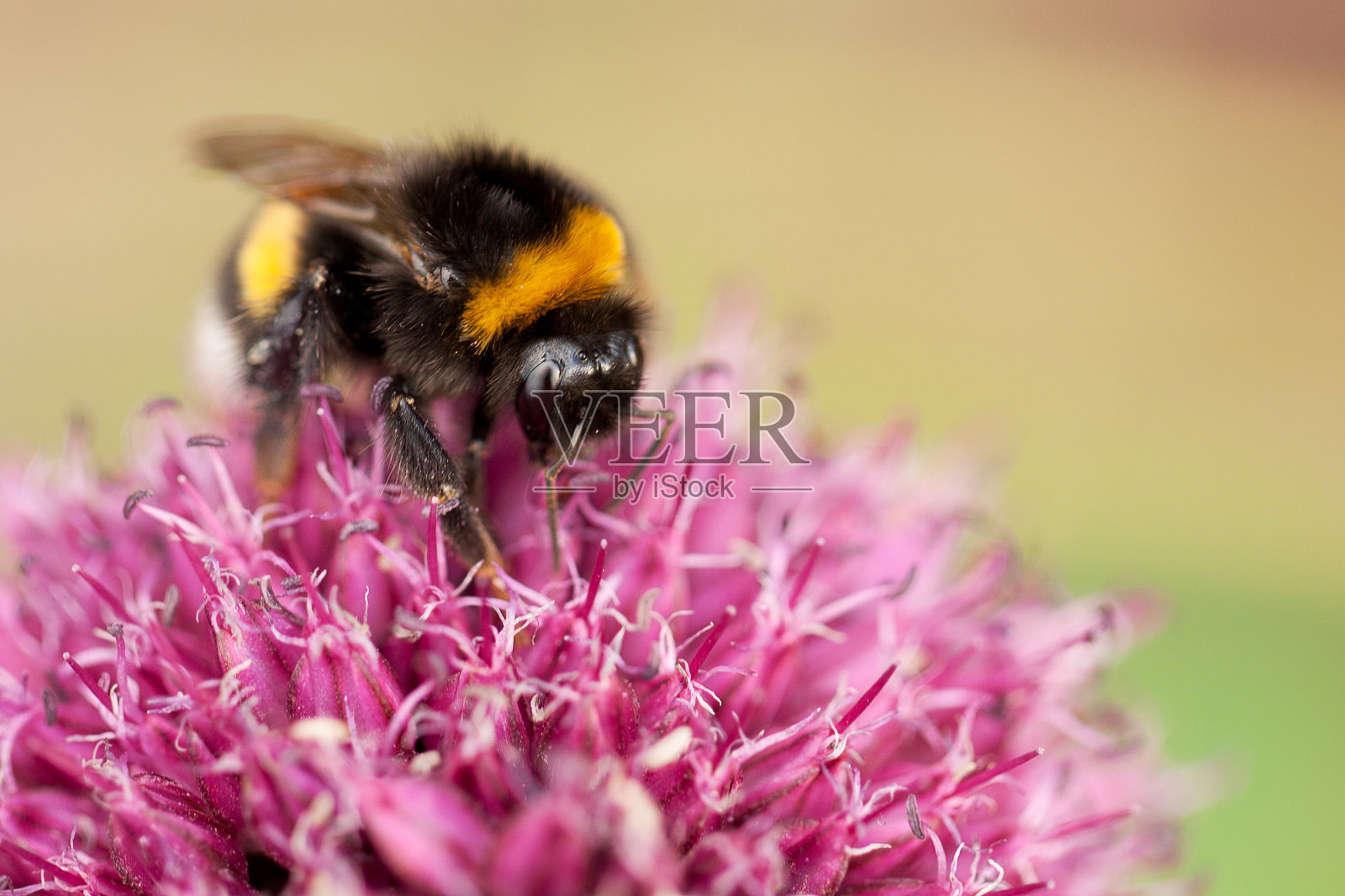有趣美丽的大黄蜂从一朵粉红色的花上收集甜蜜的花粉,为它授粉照片摄影图片