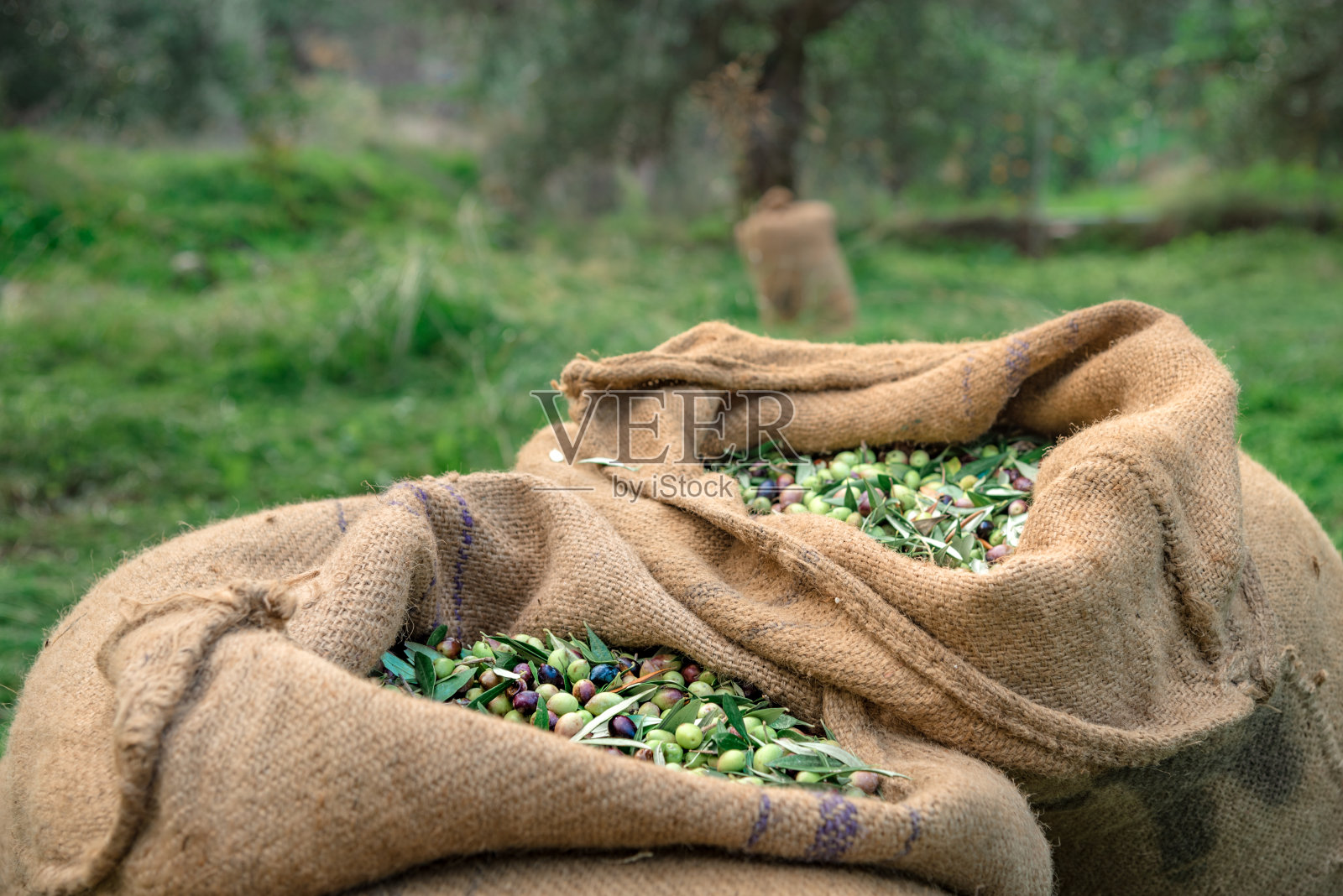 收获新鲜橄榄袋在克里特岛,希腊橄榄油生产,使用绿色网。照片摄影图片