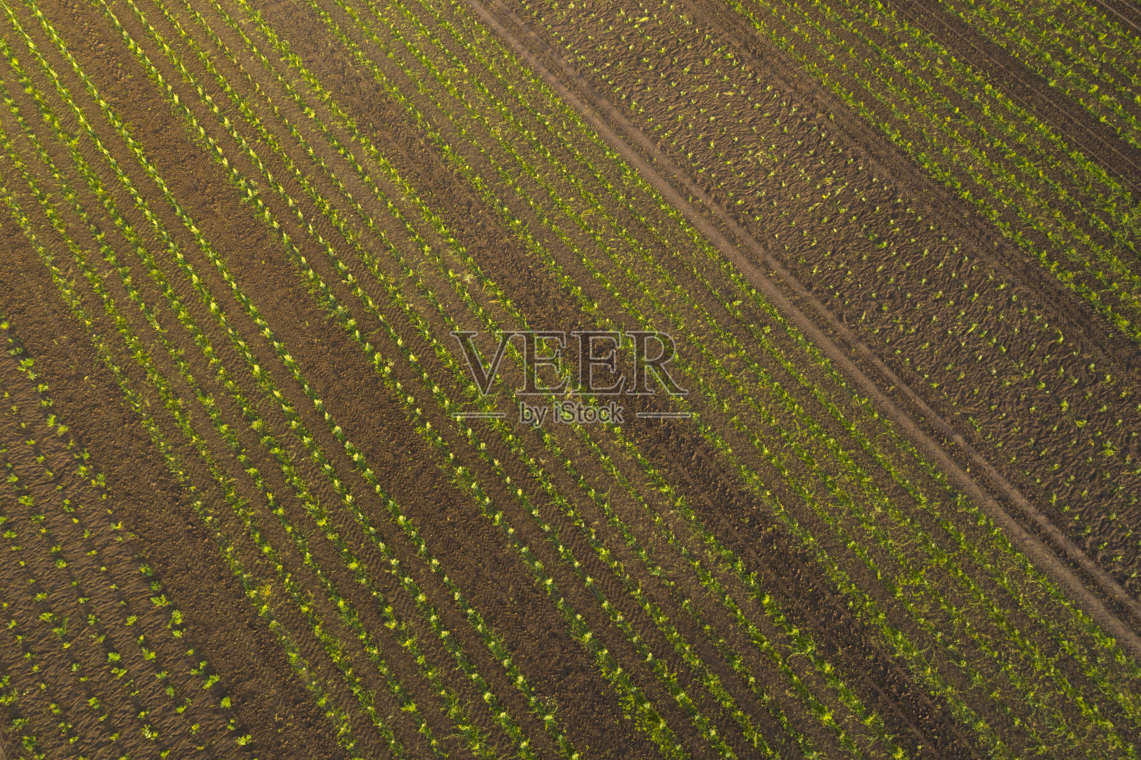 球场上的条纹。照片摄影图片