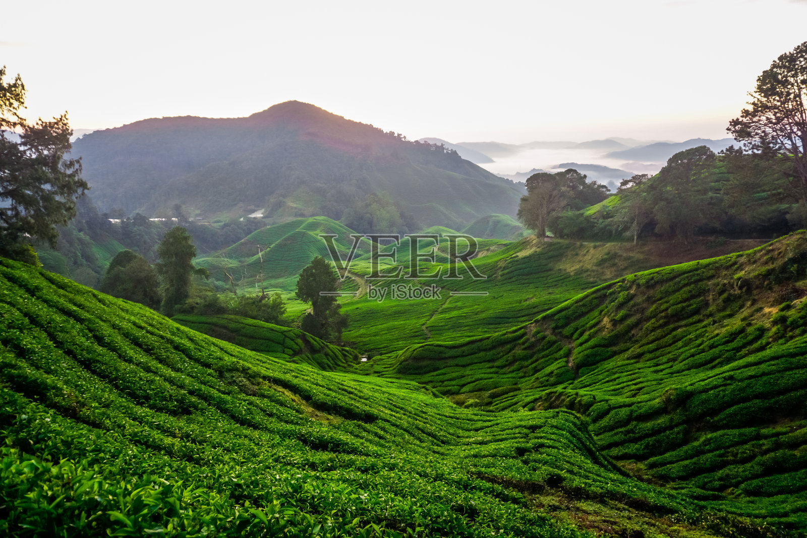 美丽的日出在马来西亚卡梅隆高地的茶园照片摄影图片