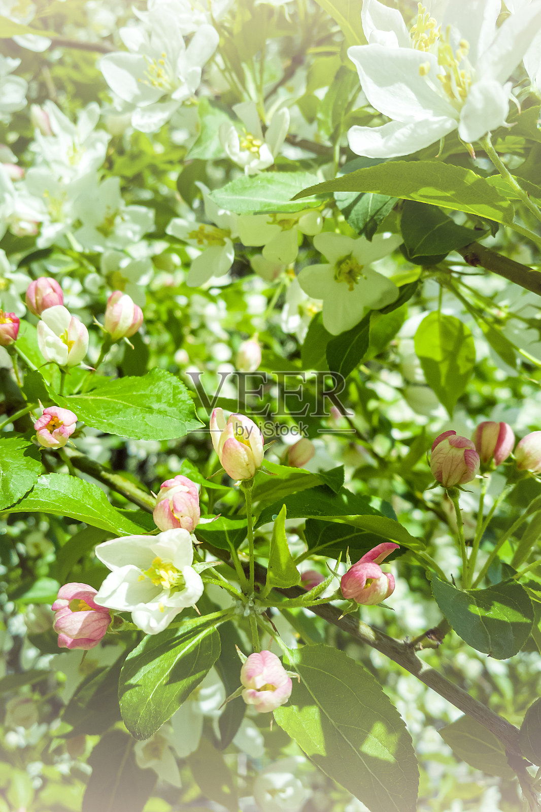 白色和粉红色盛开的苹果树在春天阳光明媚的日子。春天的清新。照片摄影图片