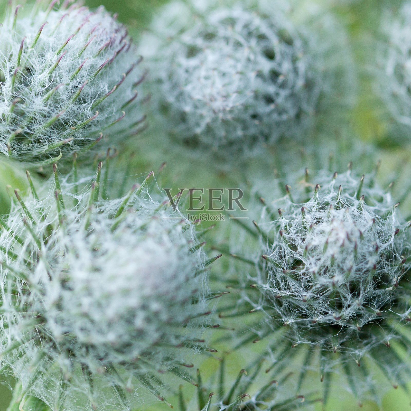 夏天田野上盛开的牛蒡的不寻常的花蕾照片摄影图片