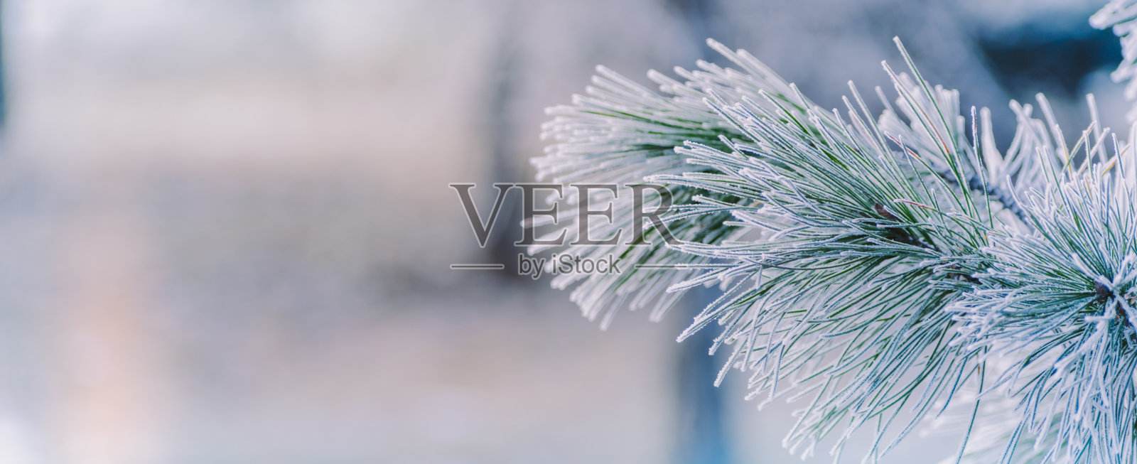 冬季全景松枝与雪和霜在装饰设计的光背景上照片摄影图片