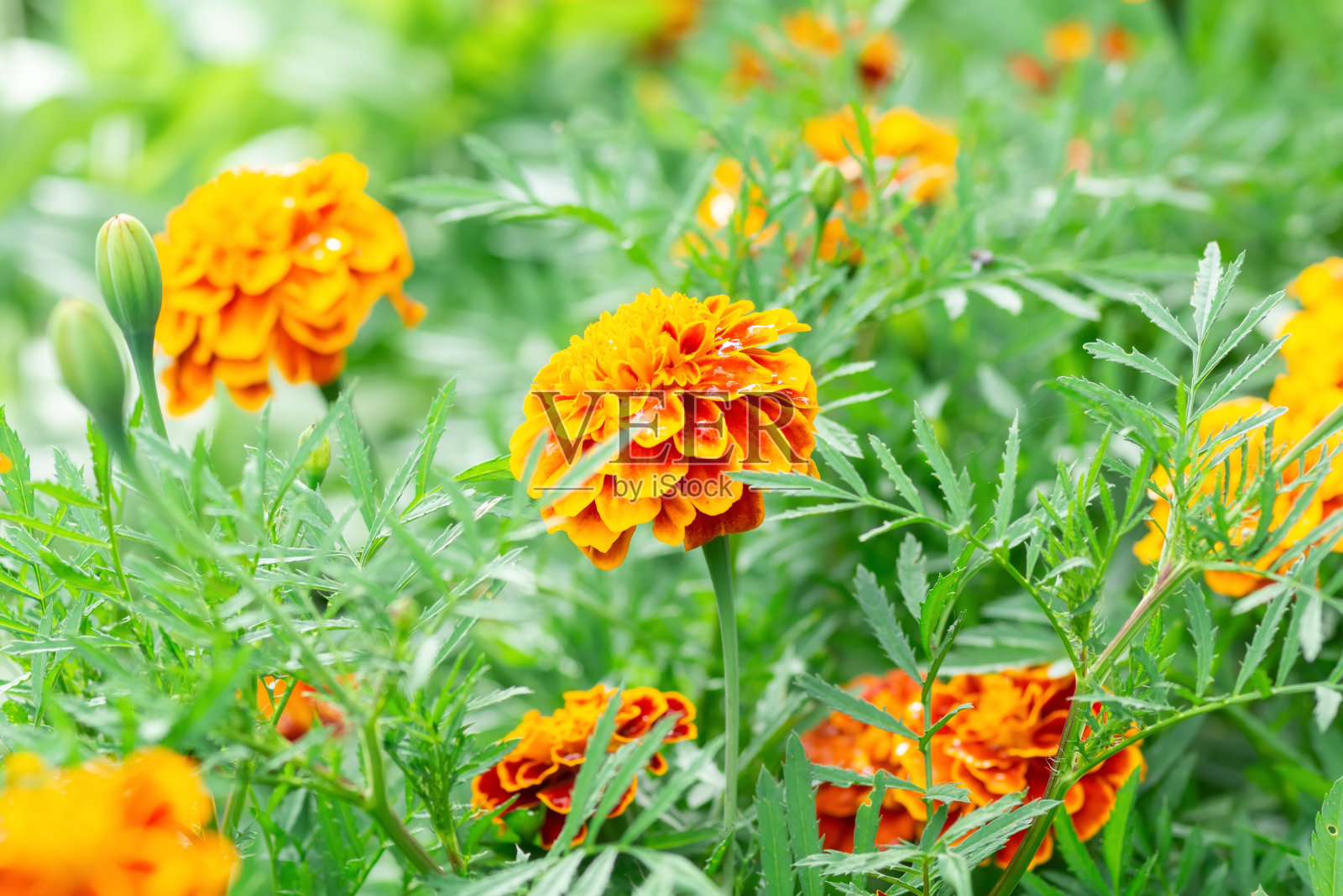 花的背景照片摄影图片