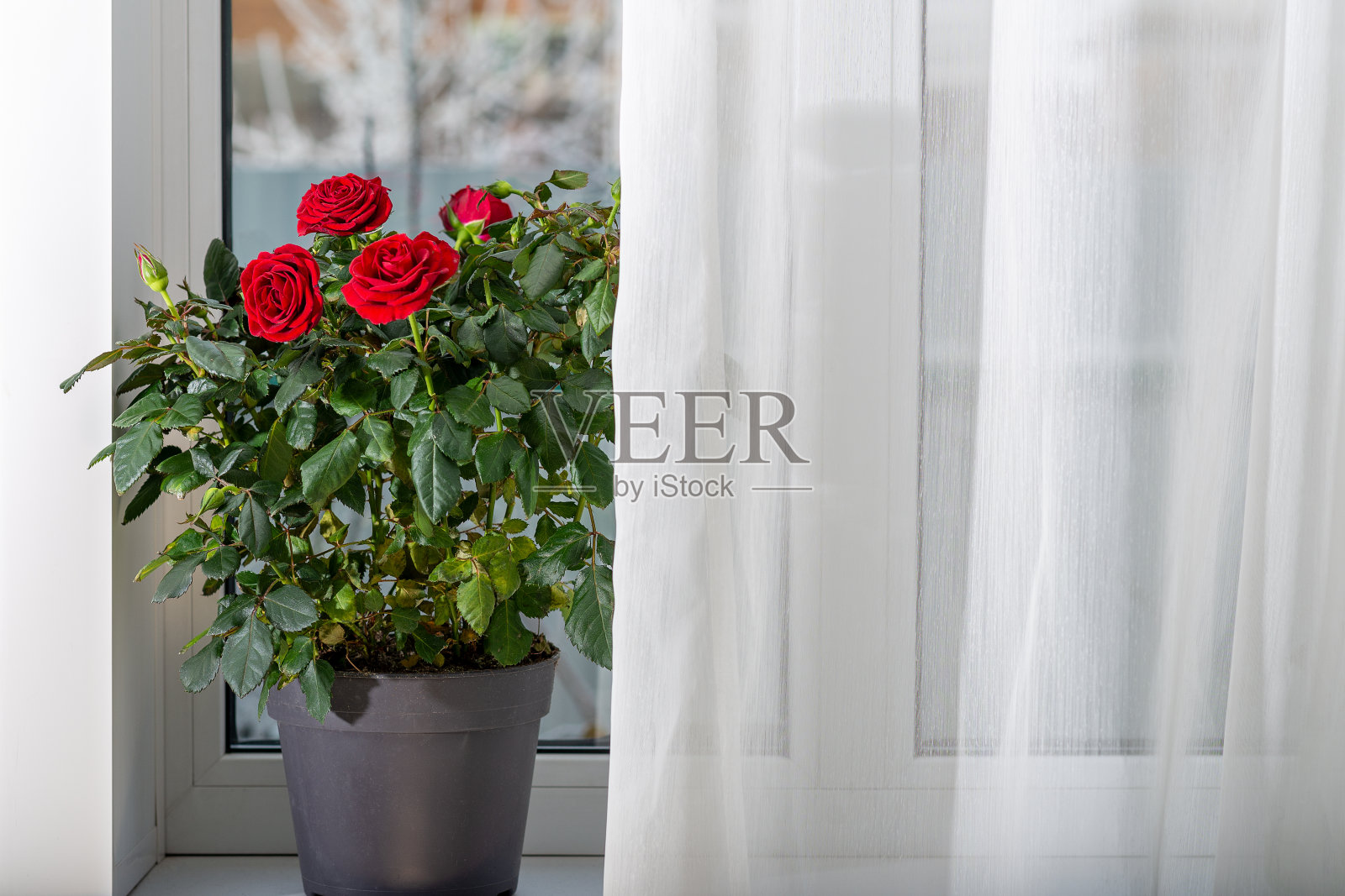 房间里的玫瑰花都立在窗前,窗外是冬天。照片摄影图片