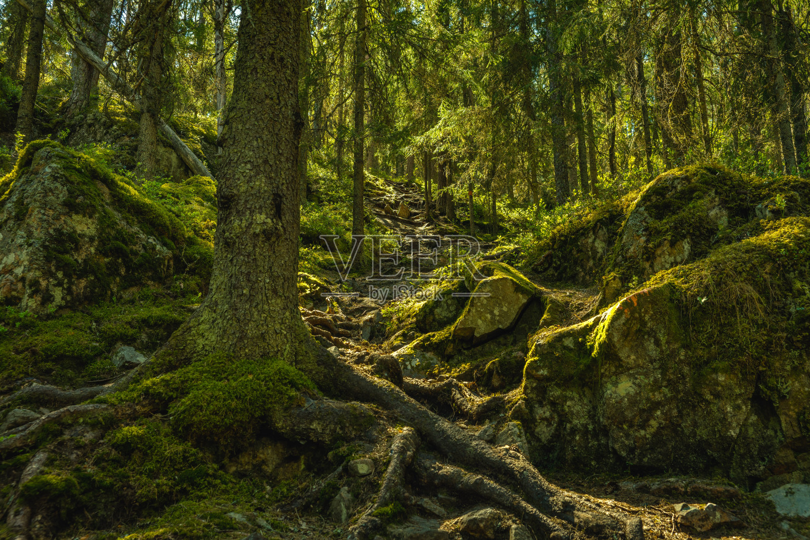 瑞典山坡上的一条陡峭小路照片摄影图片