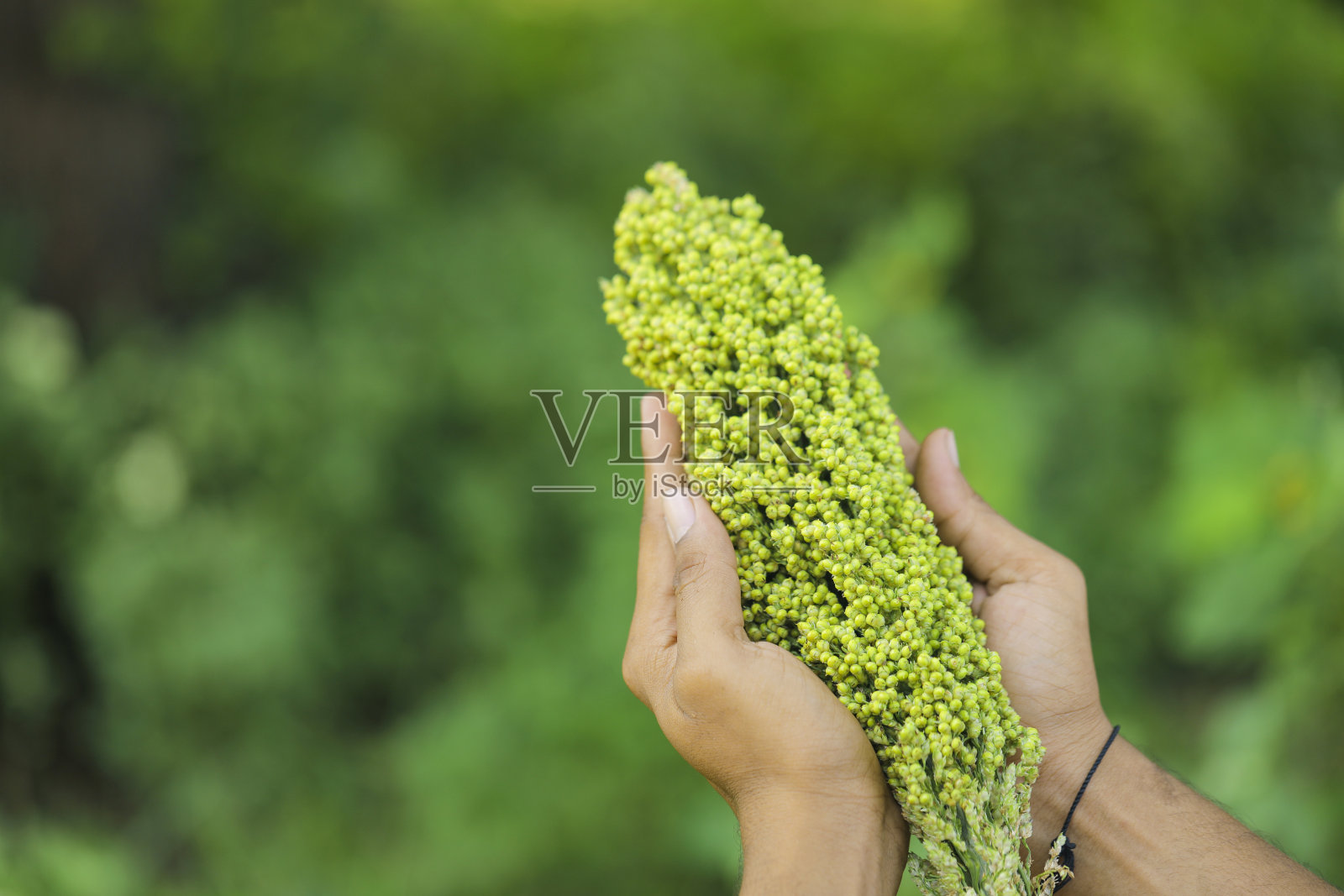 高粱或乔瓦谷地照片摄影图片