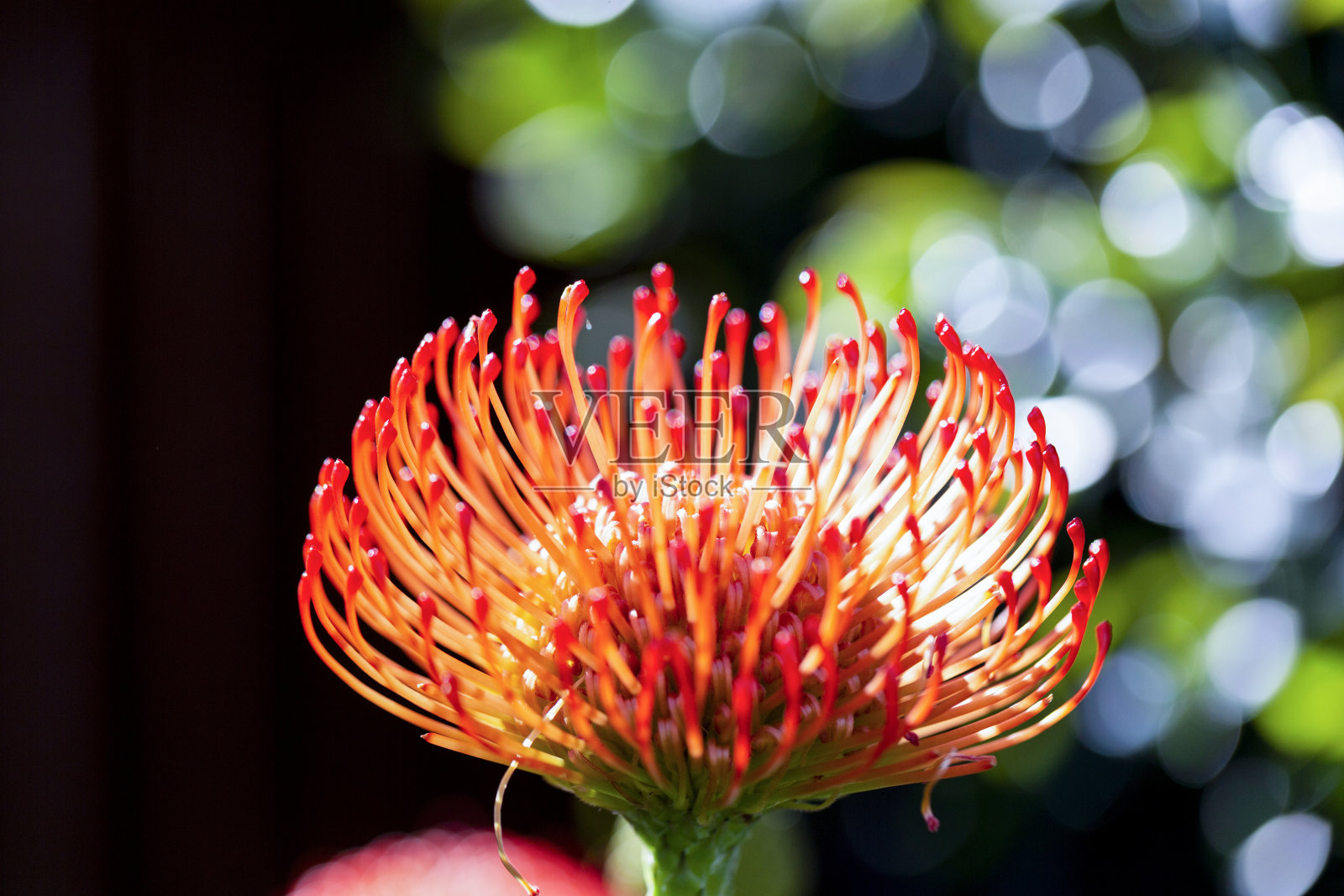 针垫花,微距摄影,美丽的自然背景与复制空间照片摄影图片