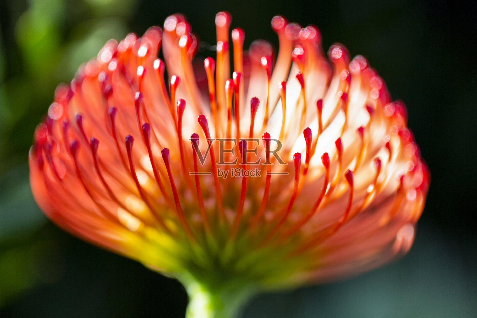 针垫花,微距摄影,美丽的自然背景与复制空间照片摄影图片