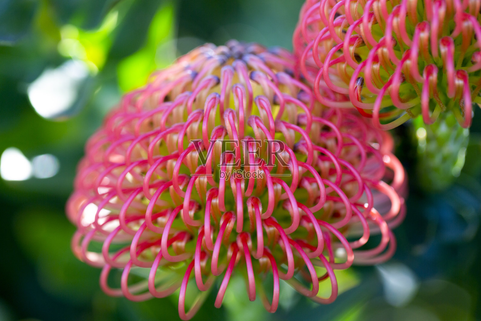 针垫花,微距摄影,美丽的自然背景与复制空间照片摄影图片