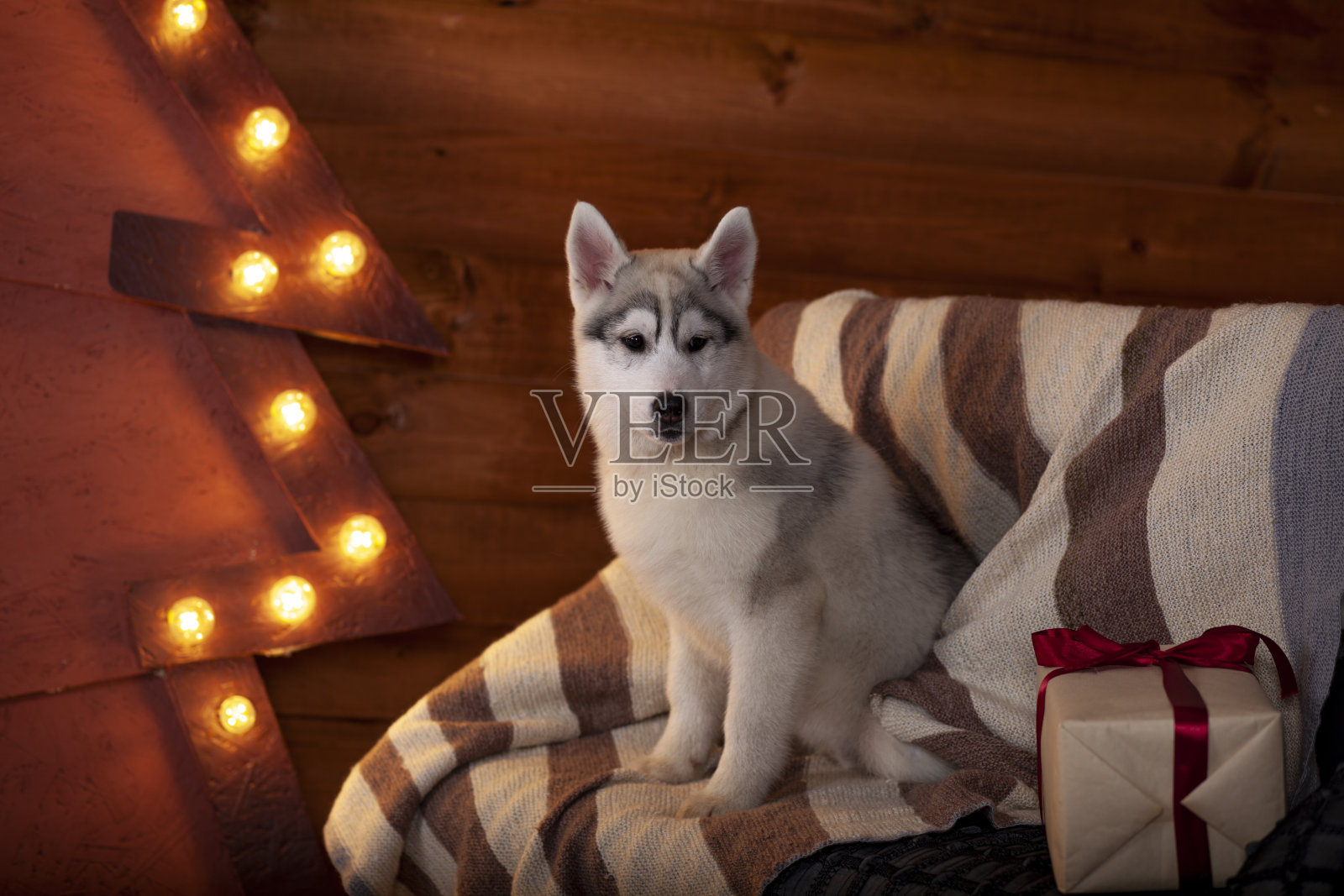 家狗迎接圣诞照片摄影图片