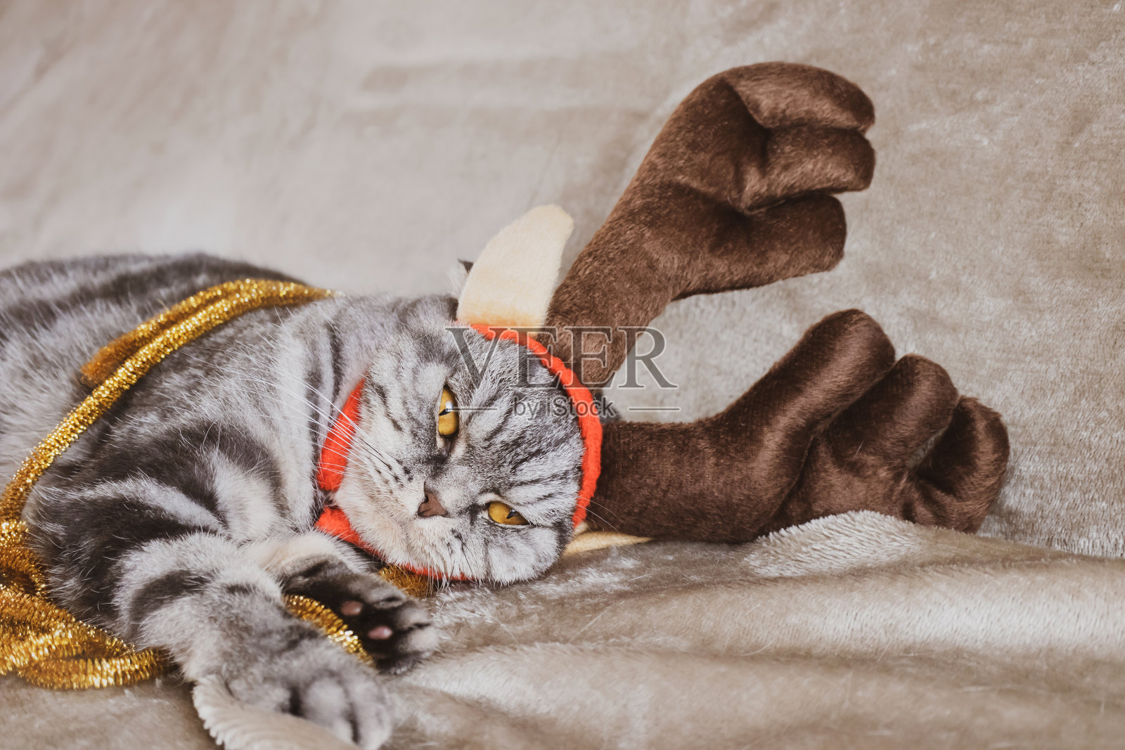 圣诞节的猫照片摄影图片