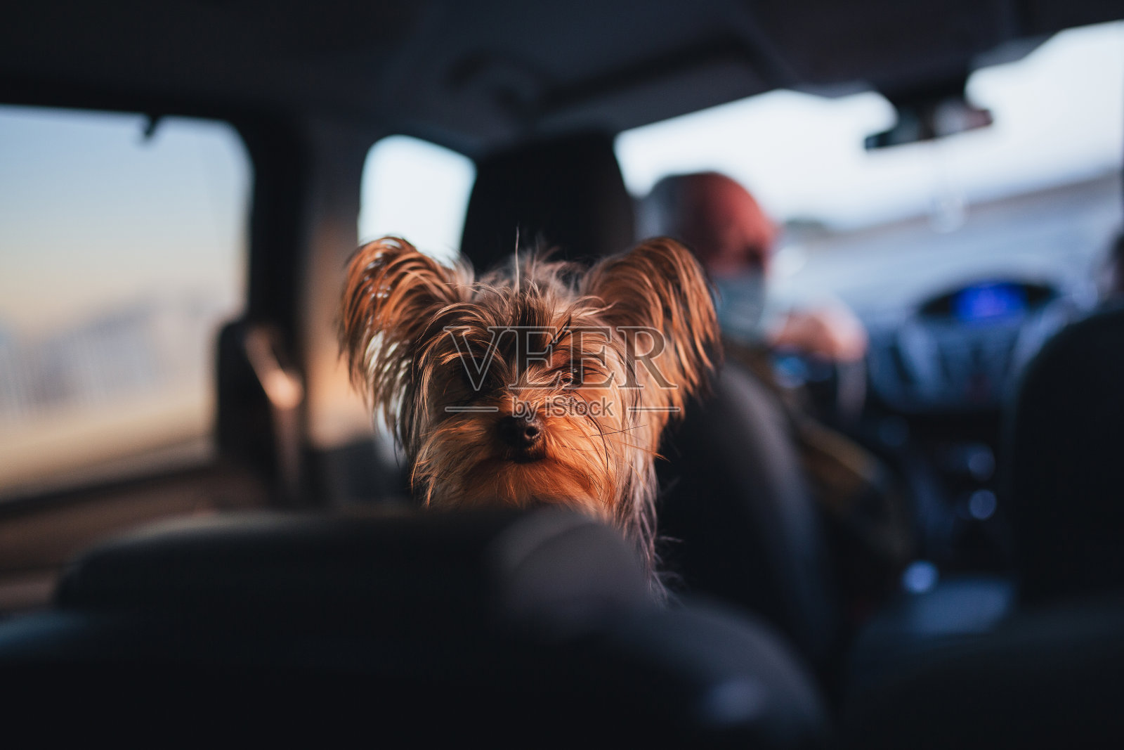 日落时分车里的纯种约克郡犬。照片摄影图片