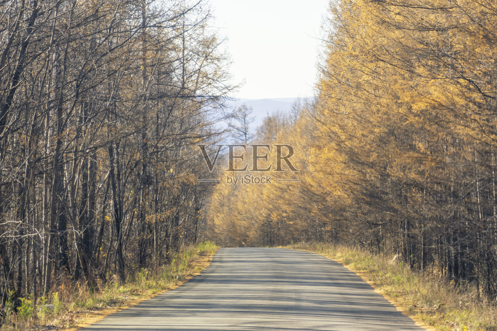 一条两边都是美丽树木的路在秋天照片摄影图片