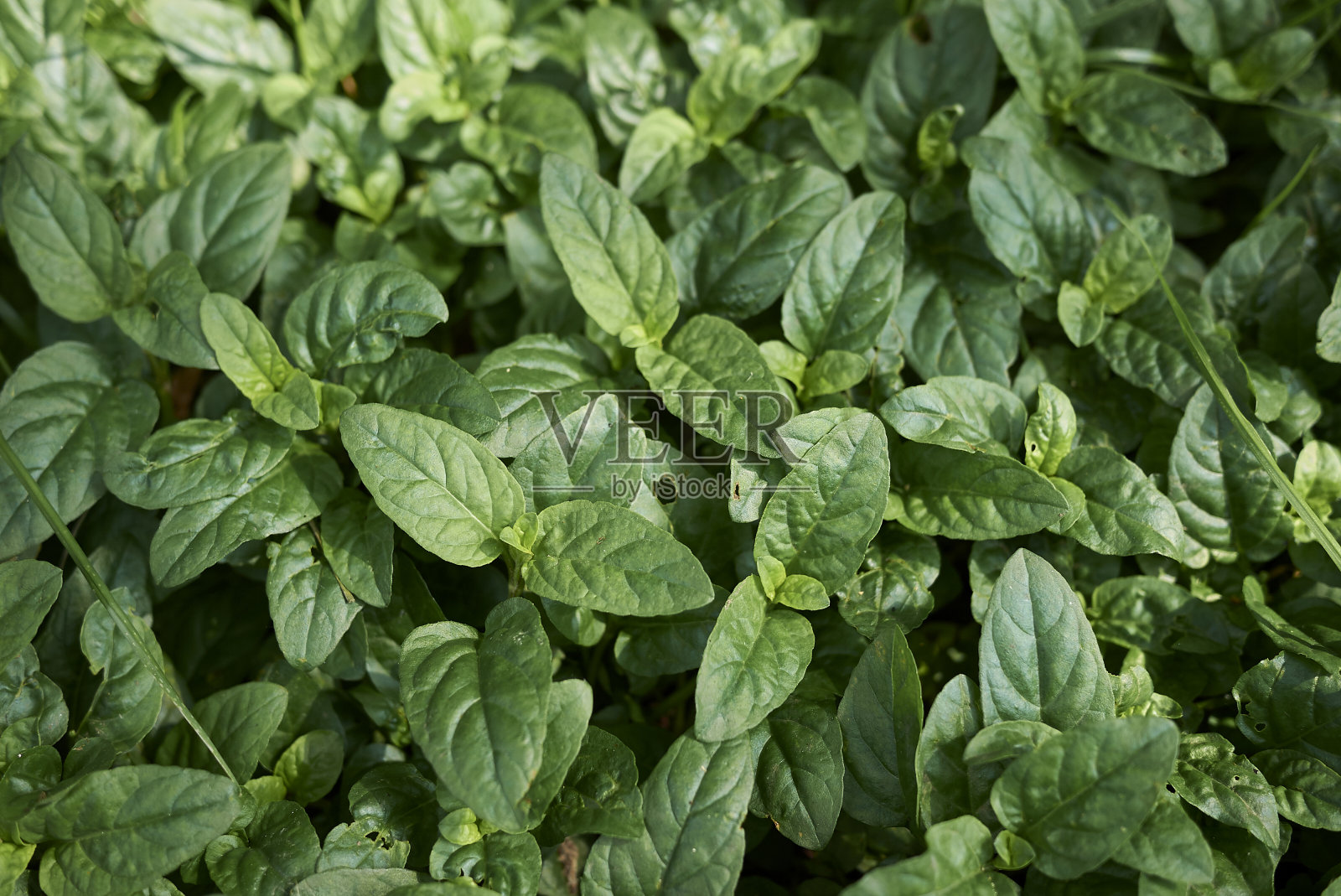 扁桃体脓肿寻常的照片摄影图片