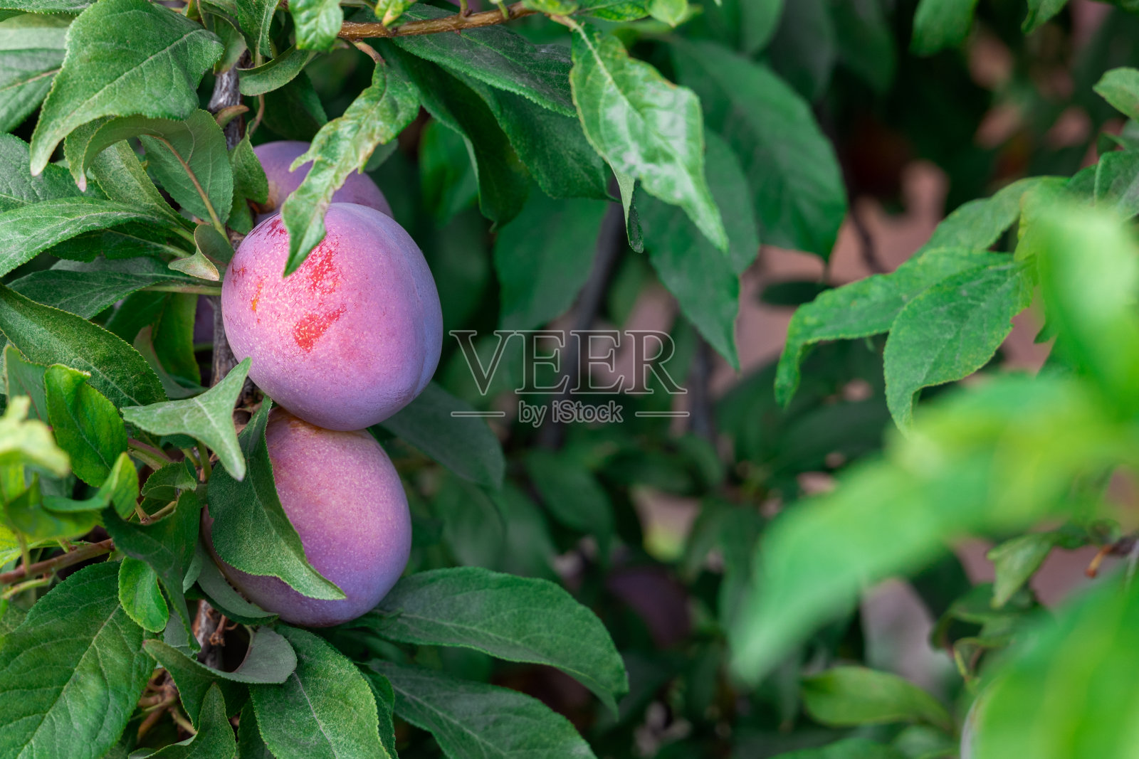 夏日花园中,一株成熟的紫色樱桃和李子。照片摄影图片
