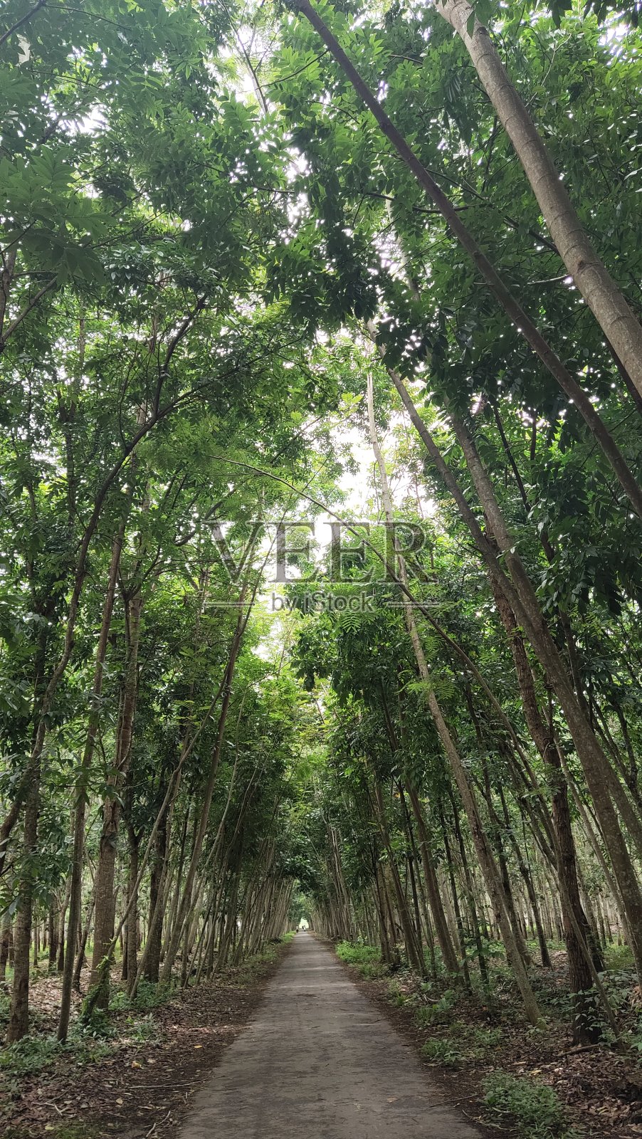 绿色的视图照片摄影图片