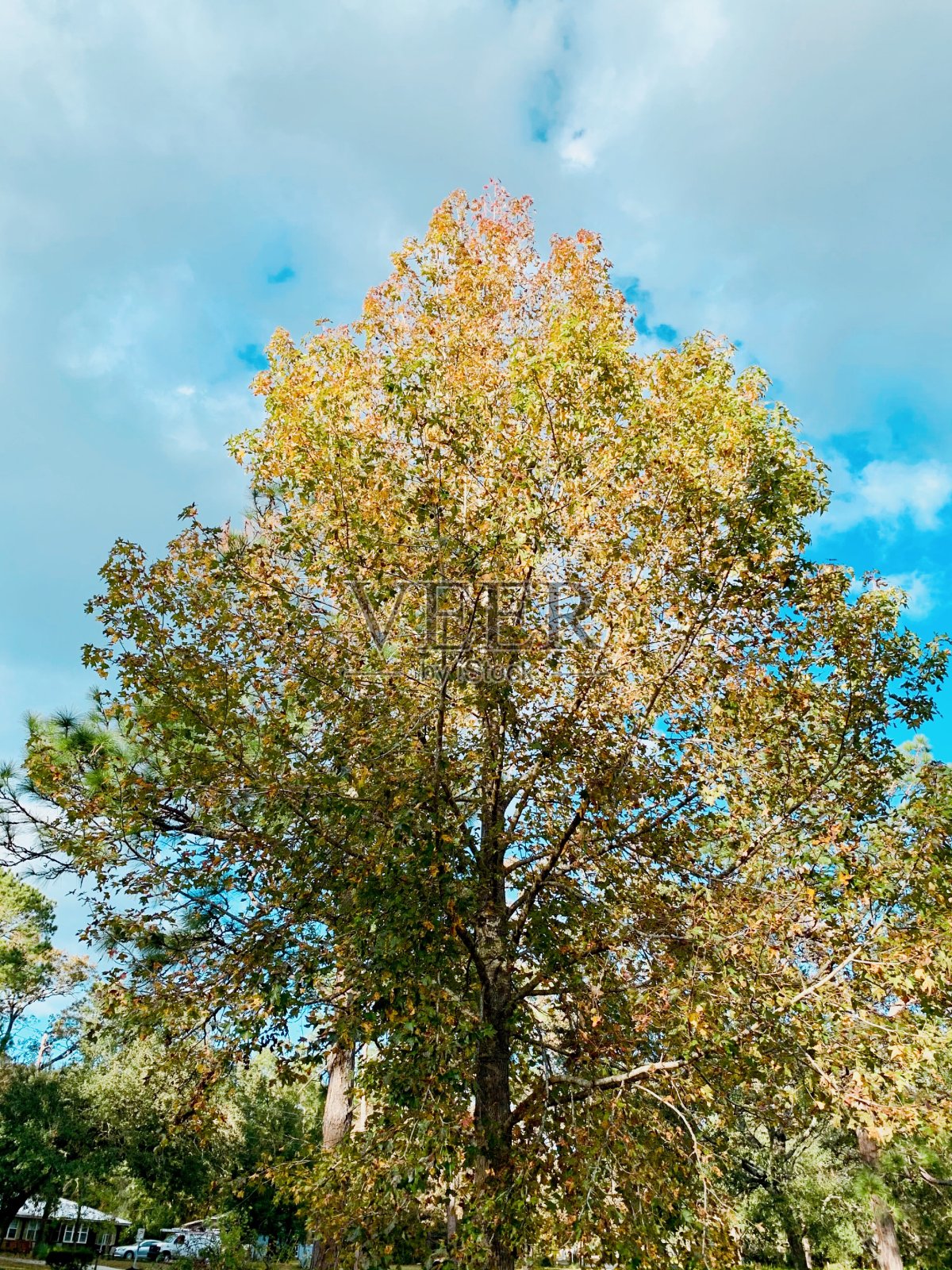 初秋照片摄影图片