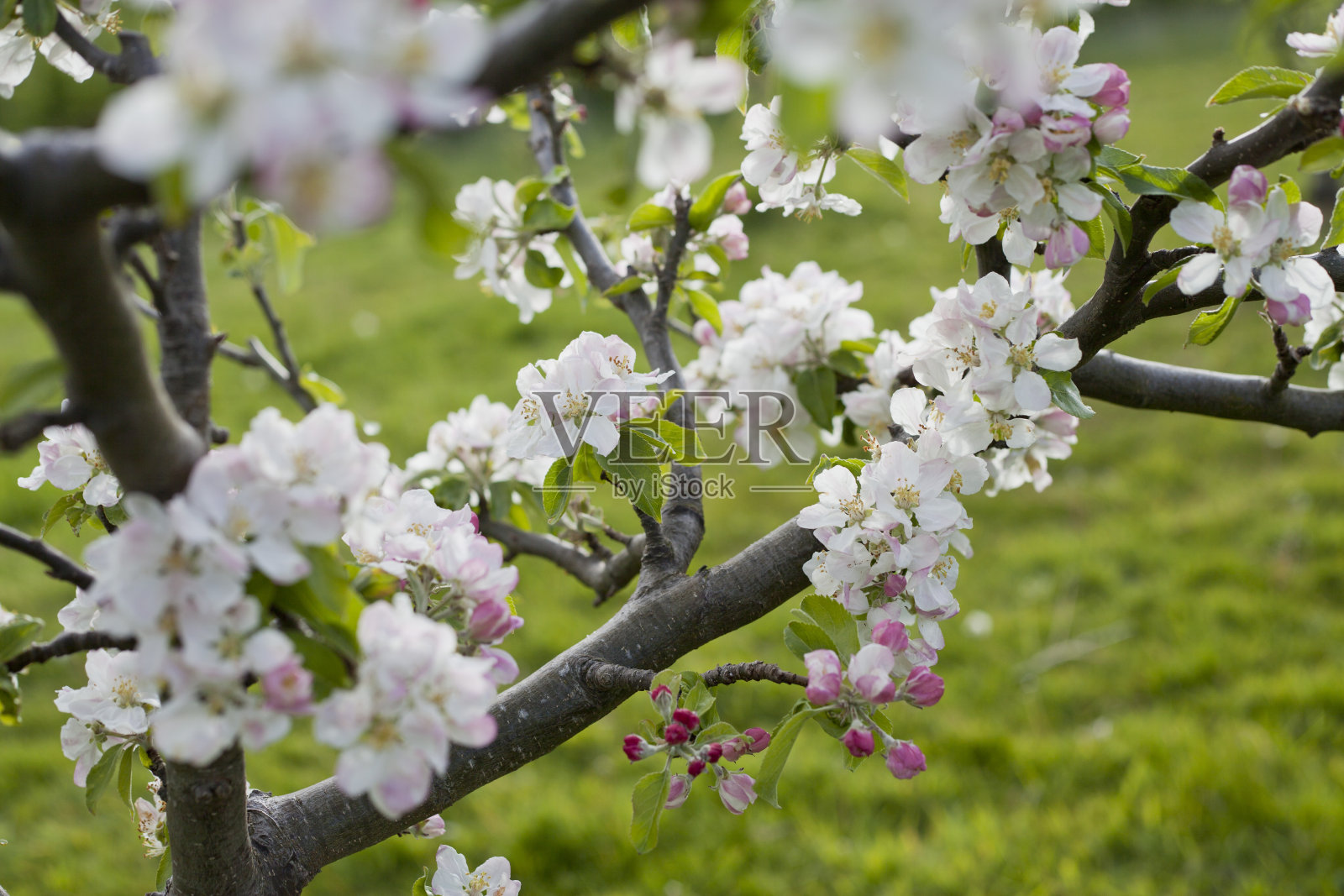 艾尔伯特王子苹果树在春天的果园里开花。照片摄影图片