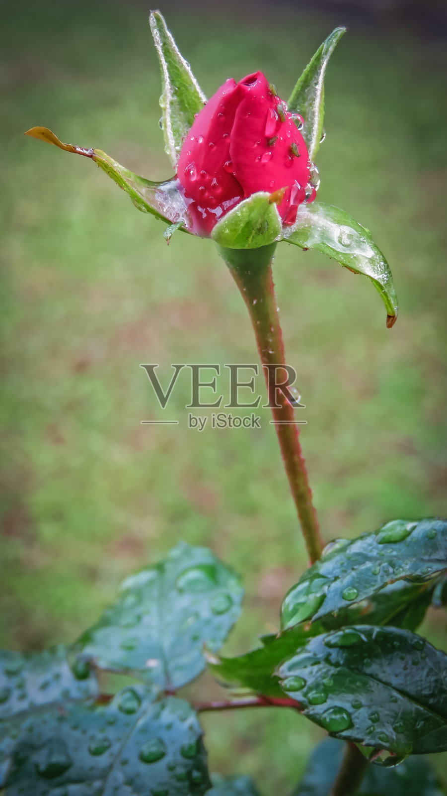 湿粉色花朵特写镜头照片摄影图片