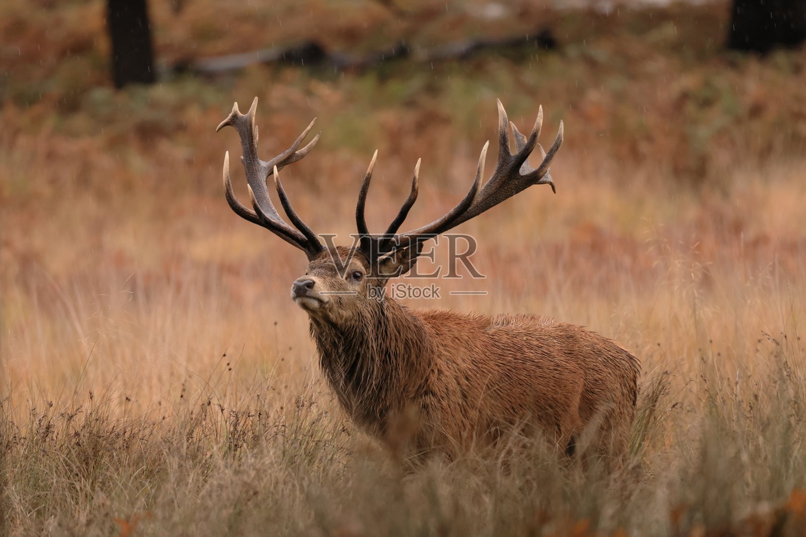 红鹿照片摄影图片