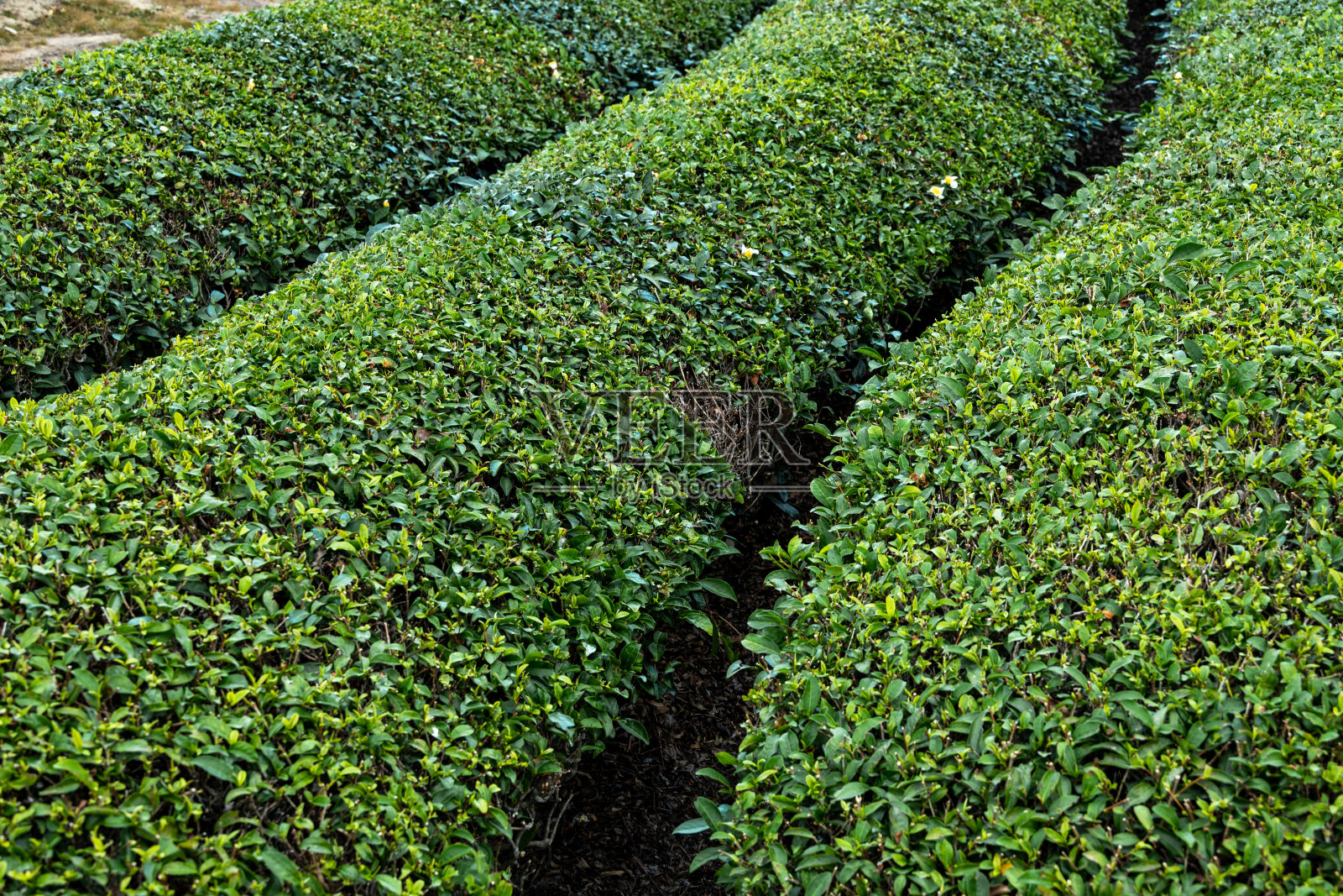 新鲜的茶叶,在茶园里采摘。照片摄影图片