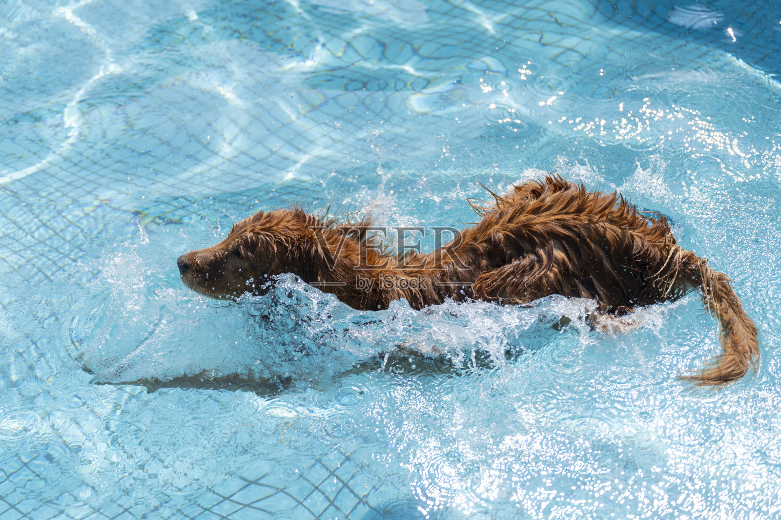 金毛猎犬跳入水中的那一刻照片摄影图片