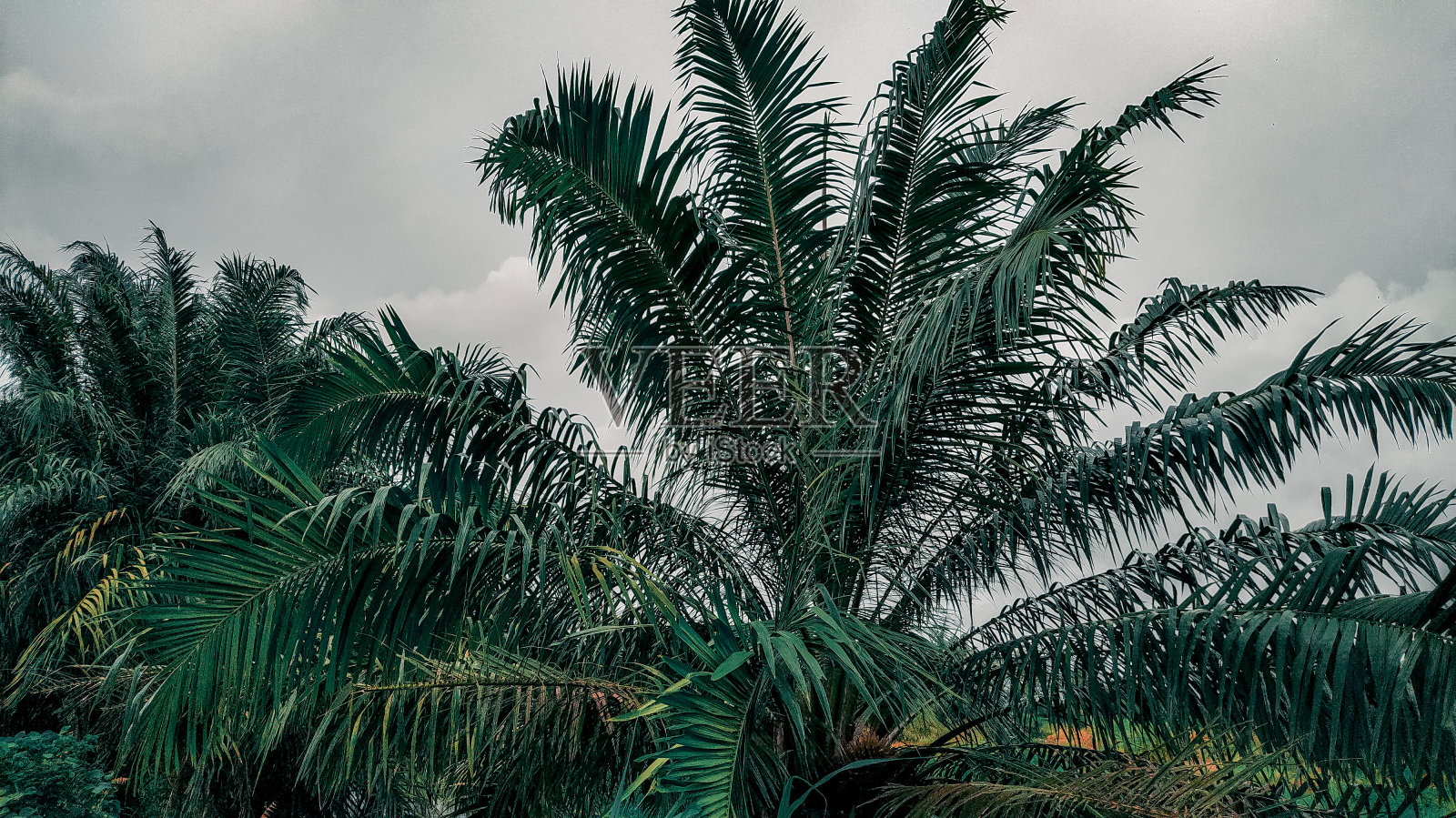 油棕的植物照片摄影图片