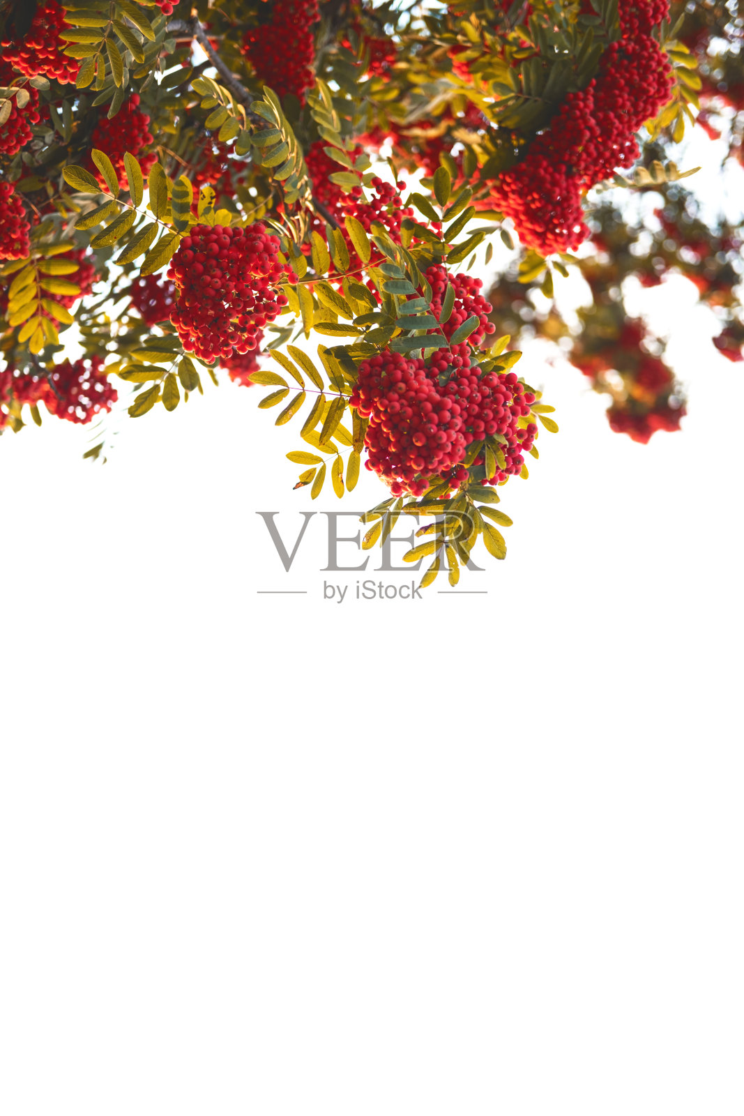 秋天的ashberry树枝集中在下面与拷贝空间。照片摄影图片