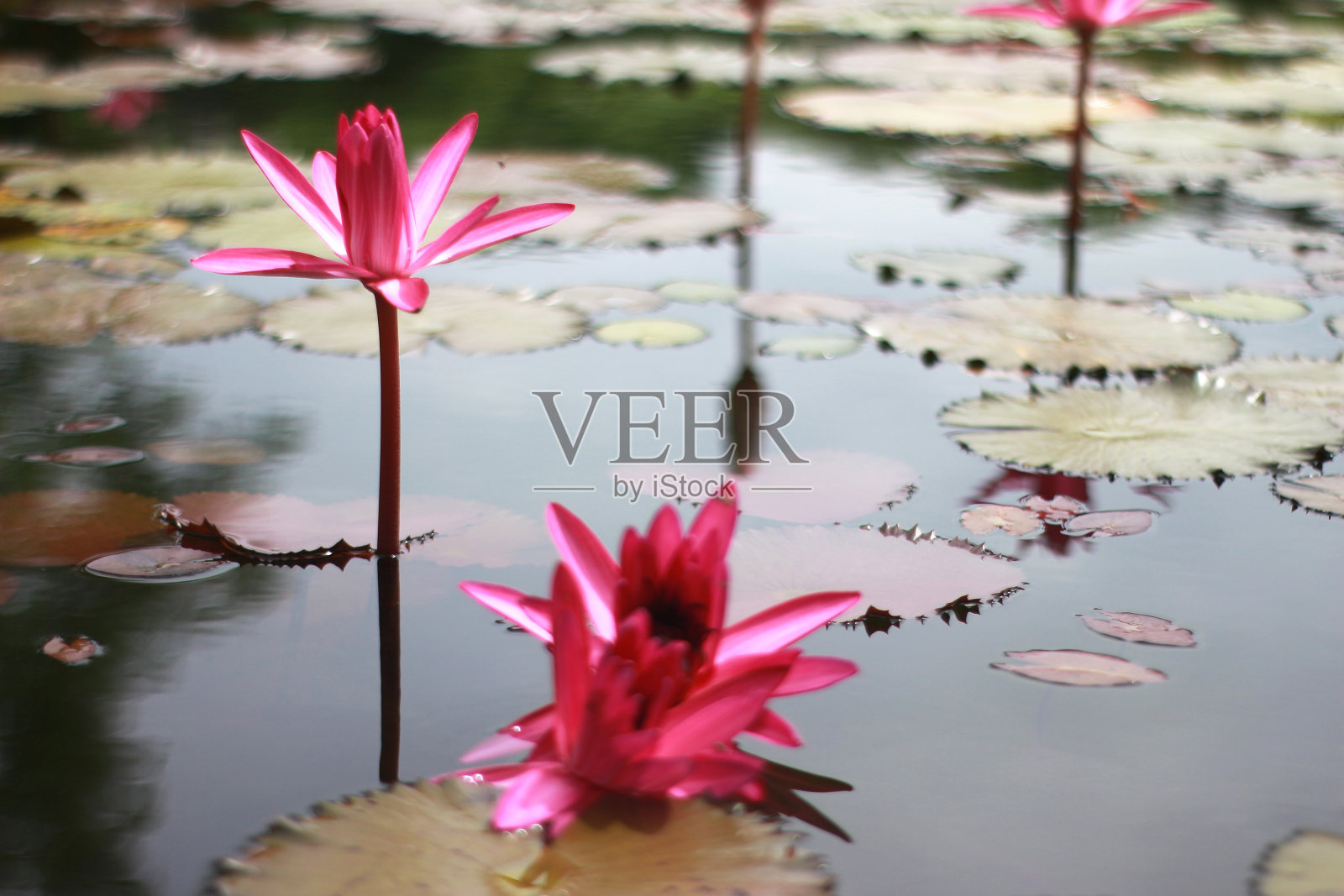 池塘里美丽的睡莲或荷花照片摄影图片