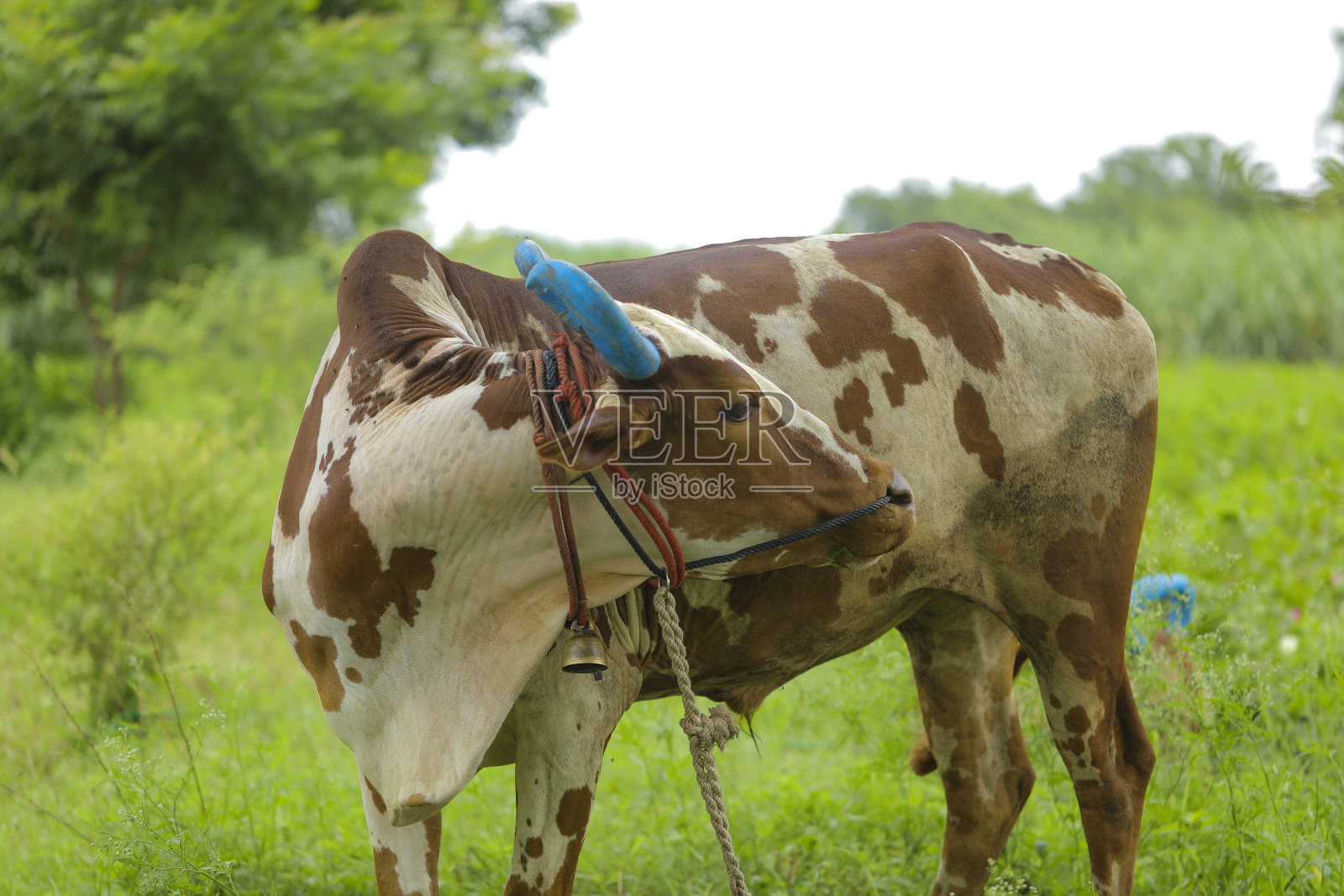 在农场吃草的印度公牛照片摄影图片