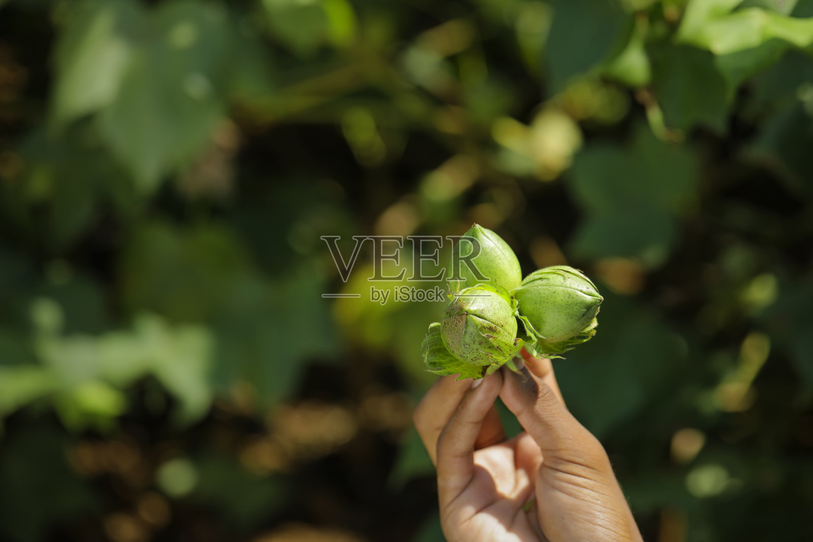 棉花地里的棉花果实照片摄影图片