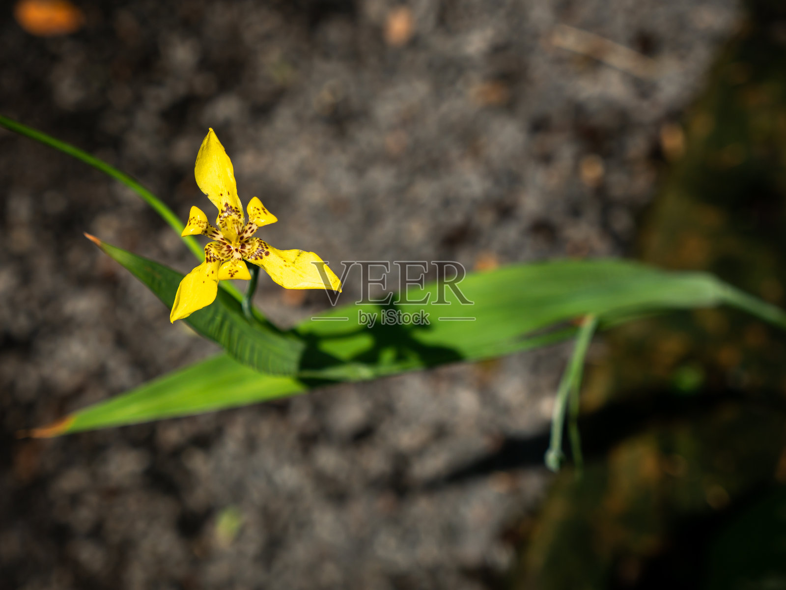 步行鸢尾花盛开照片摄影图片