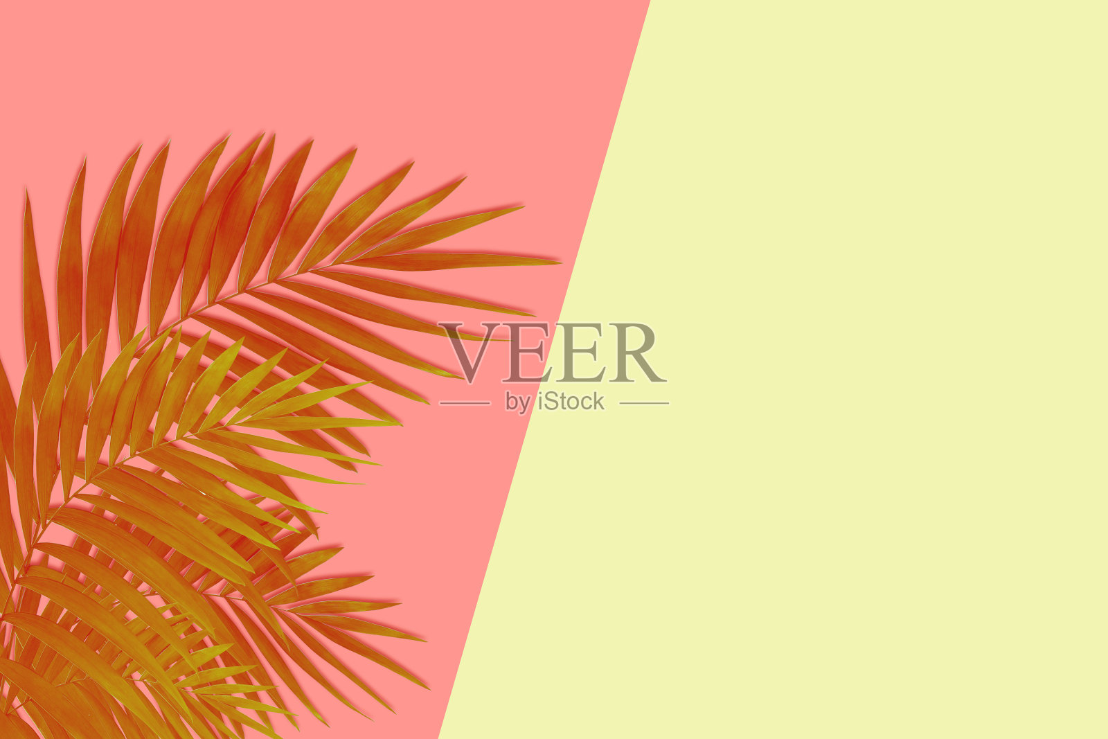 奇异的棕色热带棕榈叶,孤立在粉红色的黄色背景上。广告传单,设计。照片摄影图片