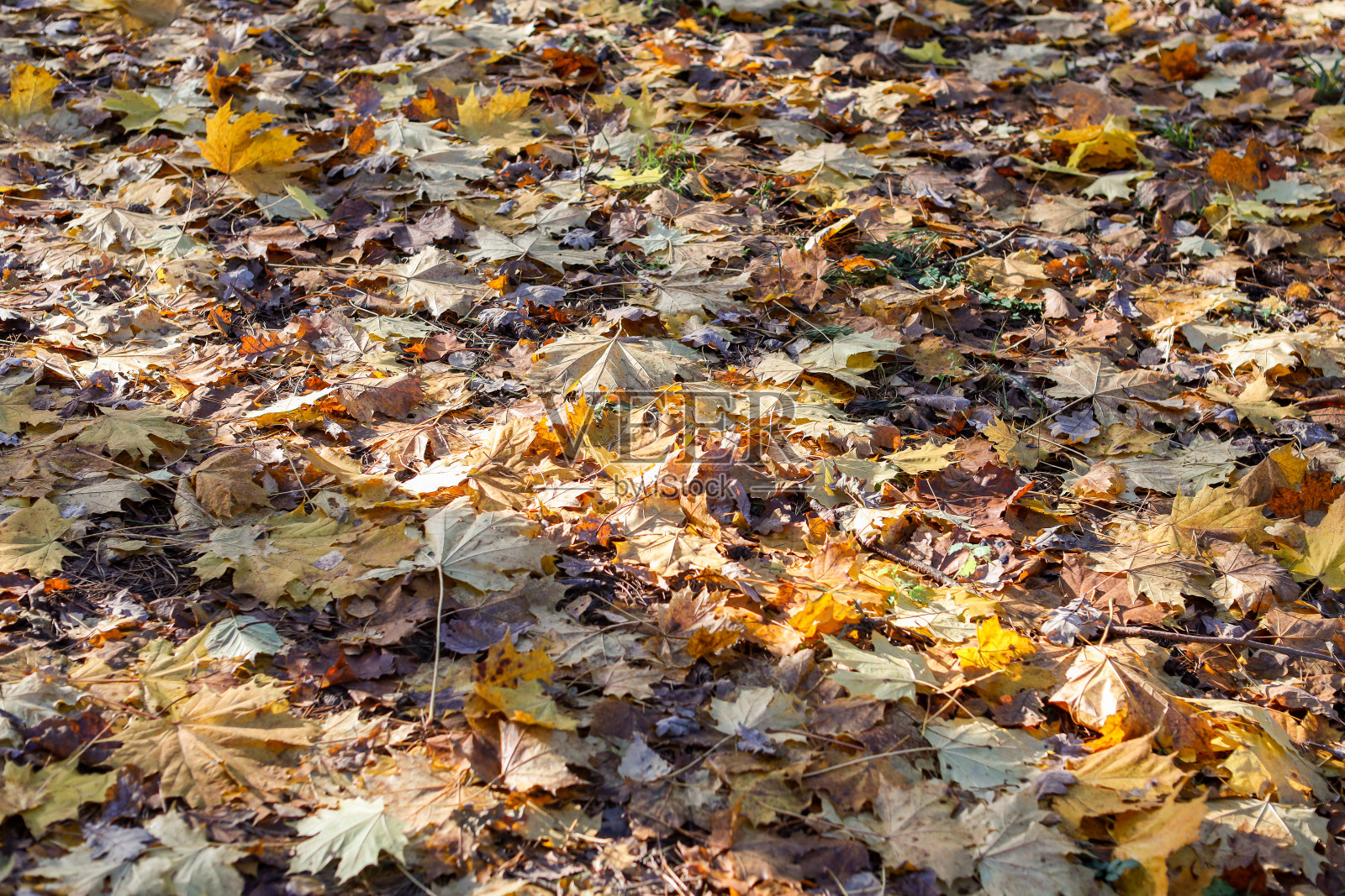 许多黄叶落在森林景观小径上,形成一种混乱的格局。照片摄影图片