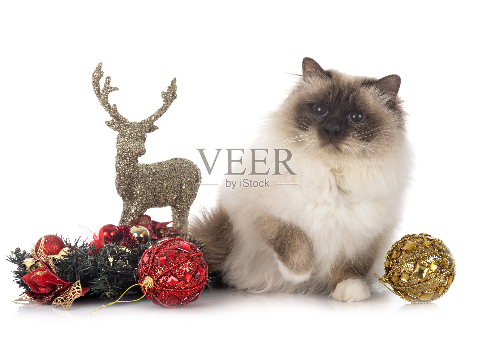 缅甸猫照片摄影图片