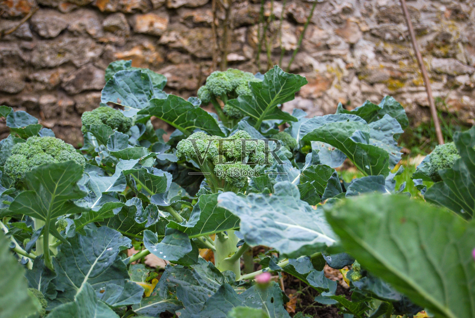 西兰花照片摄影图片