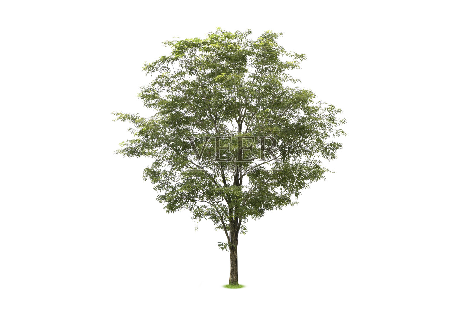 树孤立在白色背景适合在建筑设计中使用。照片摄影图片