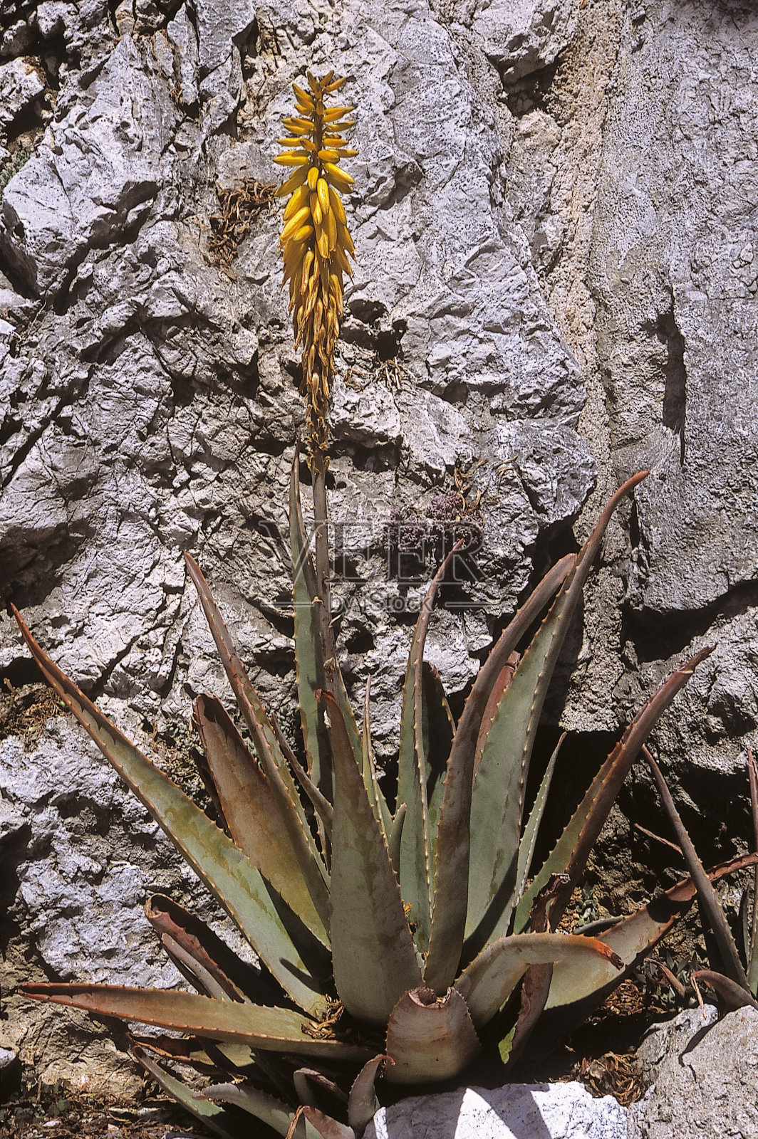 芦荟照片摄影图片