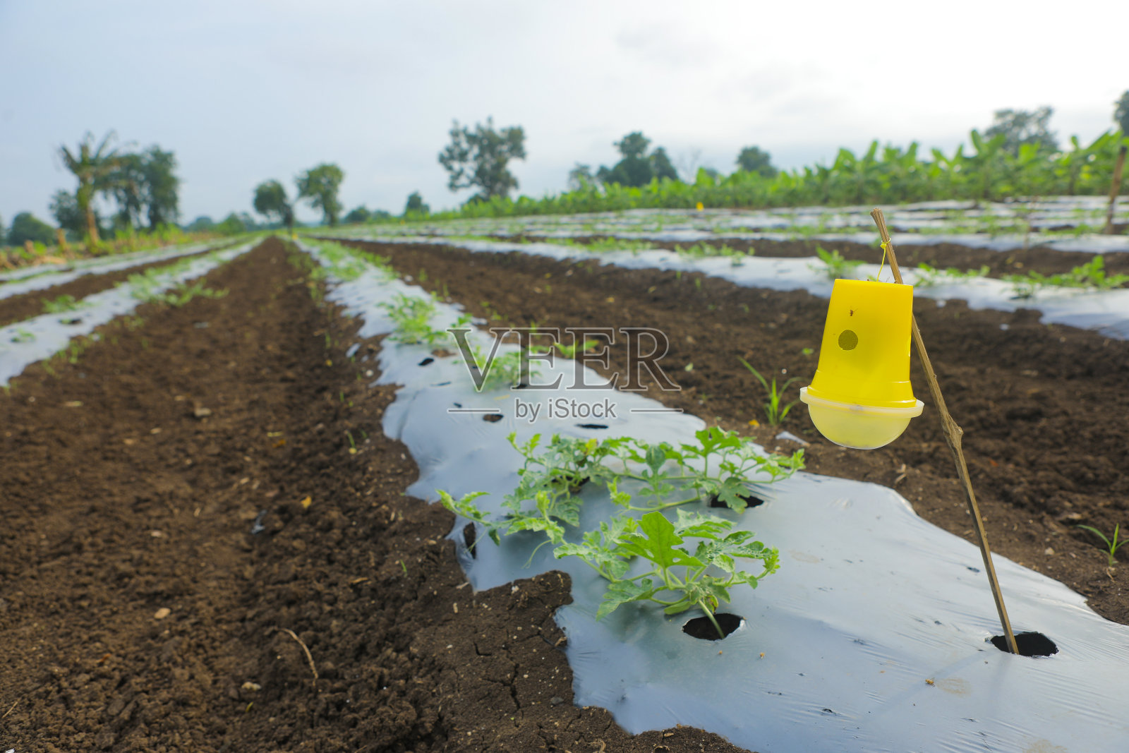 在农田种植西瓜,并覆盖塑料纸以保护西瓜照片摄影图片