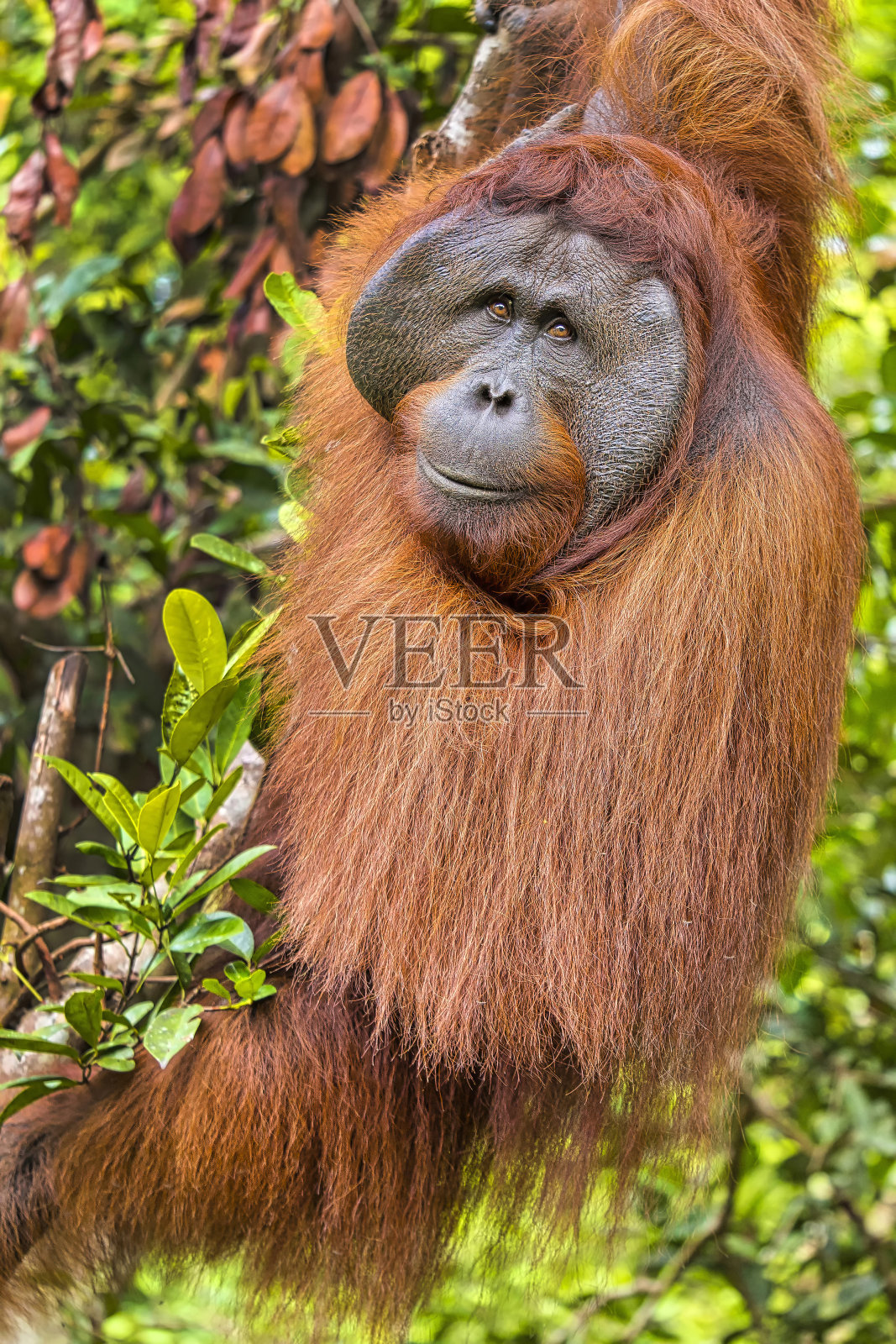 丹戎普丁国家公园的猩猩照片摄影图片