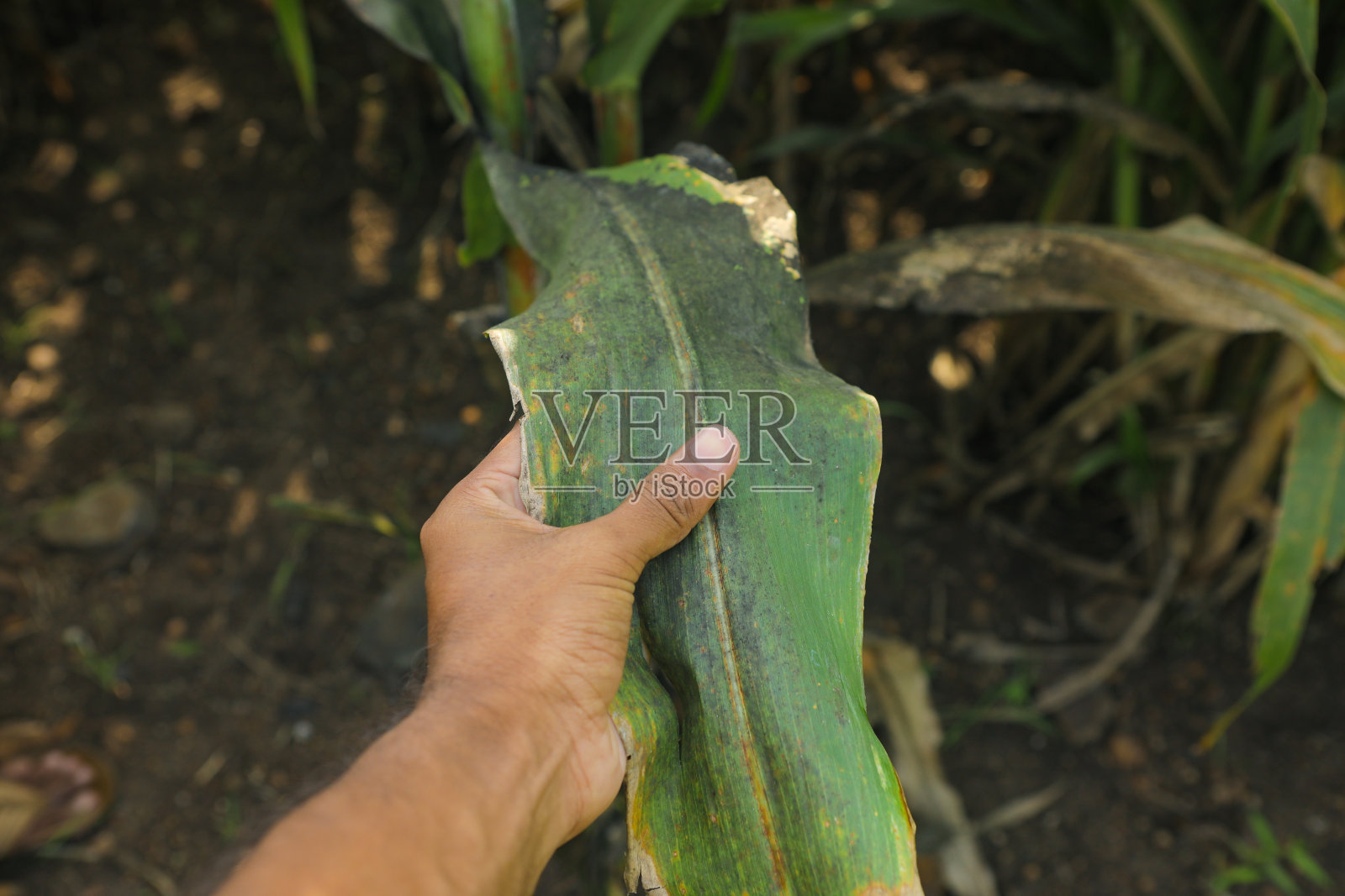 损坏高粱叶片的近距离观察照片摄影图片