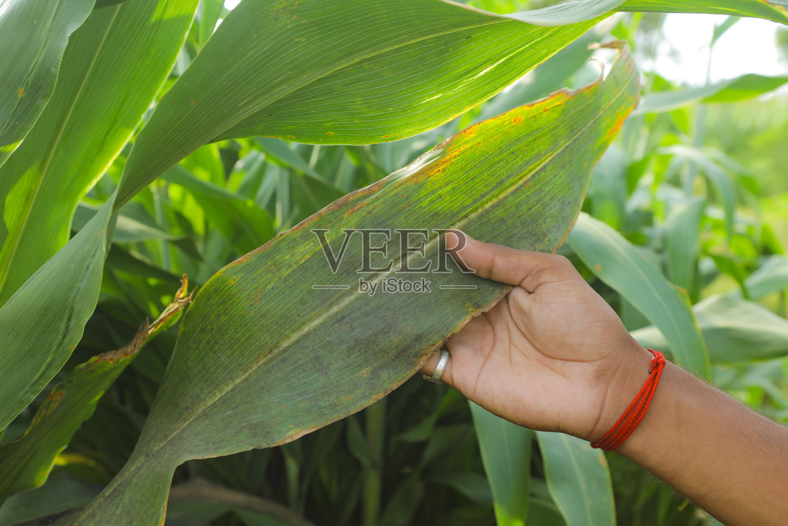 损坏高粱叶片的近距离观察照片摄影图片