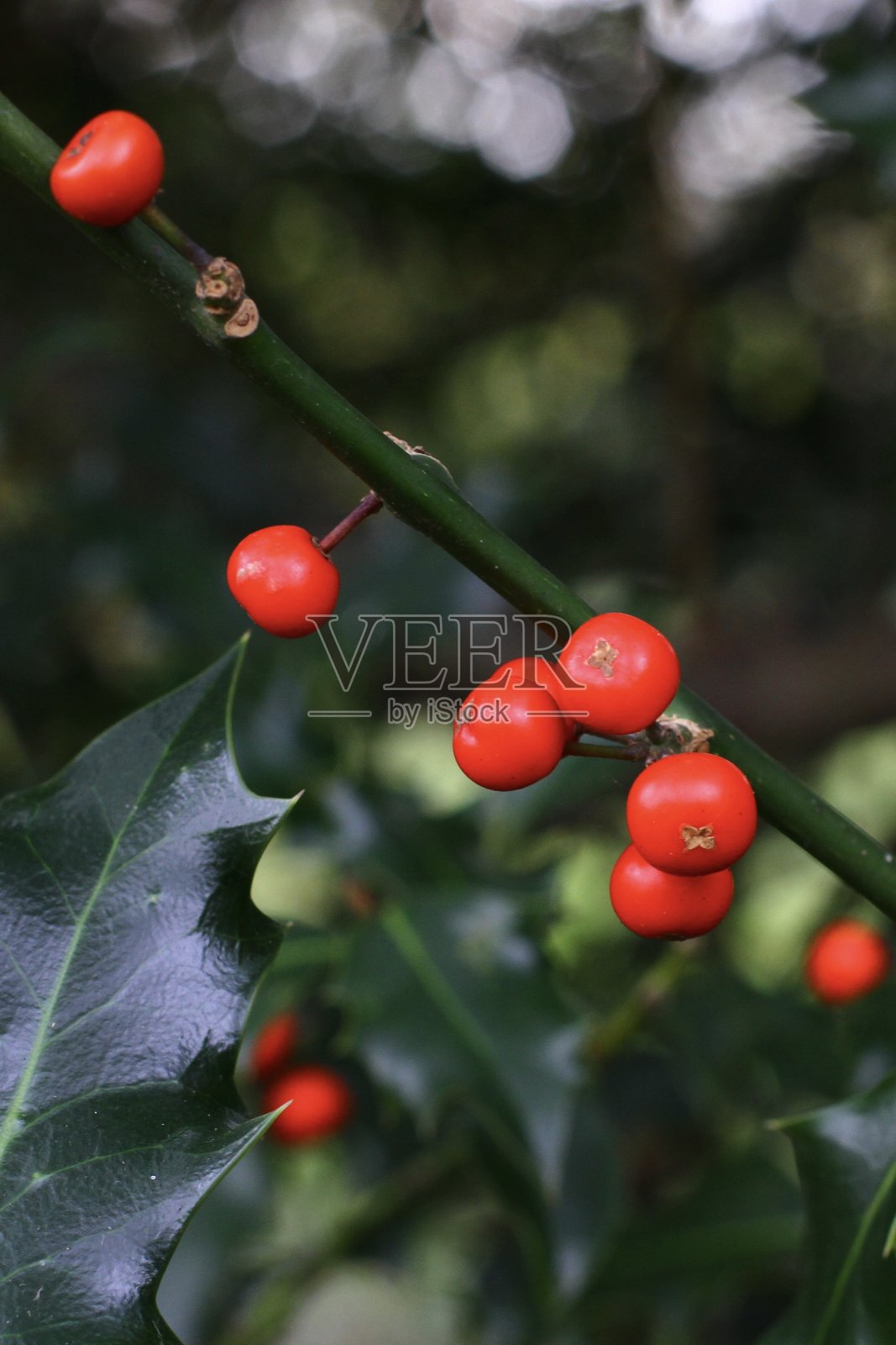 圣诞冬青照片摄影图片