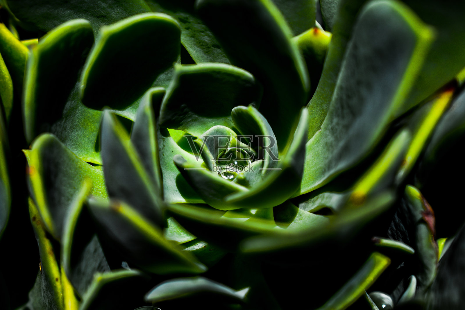 植物中的小水滴照片摄影图片