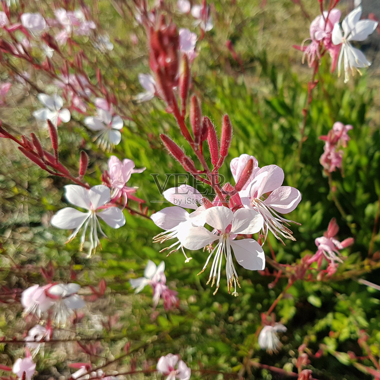 粉红色的花合起来了。Gaura lindheimeri Siskiyou粉色。照片摄影图片