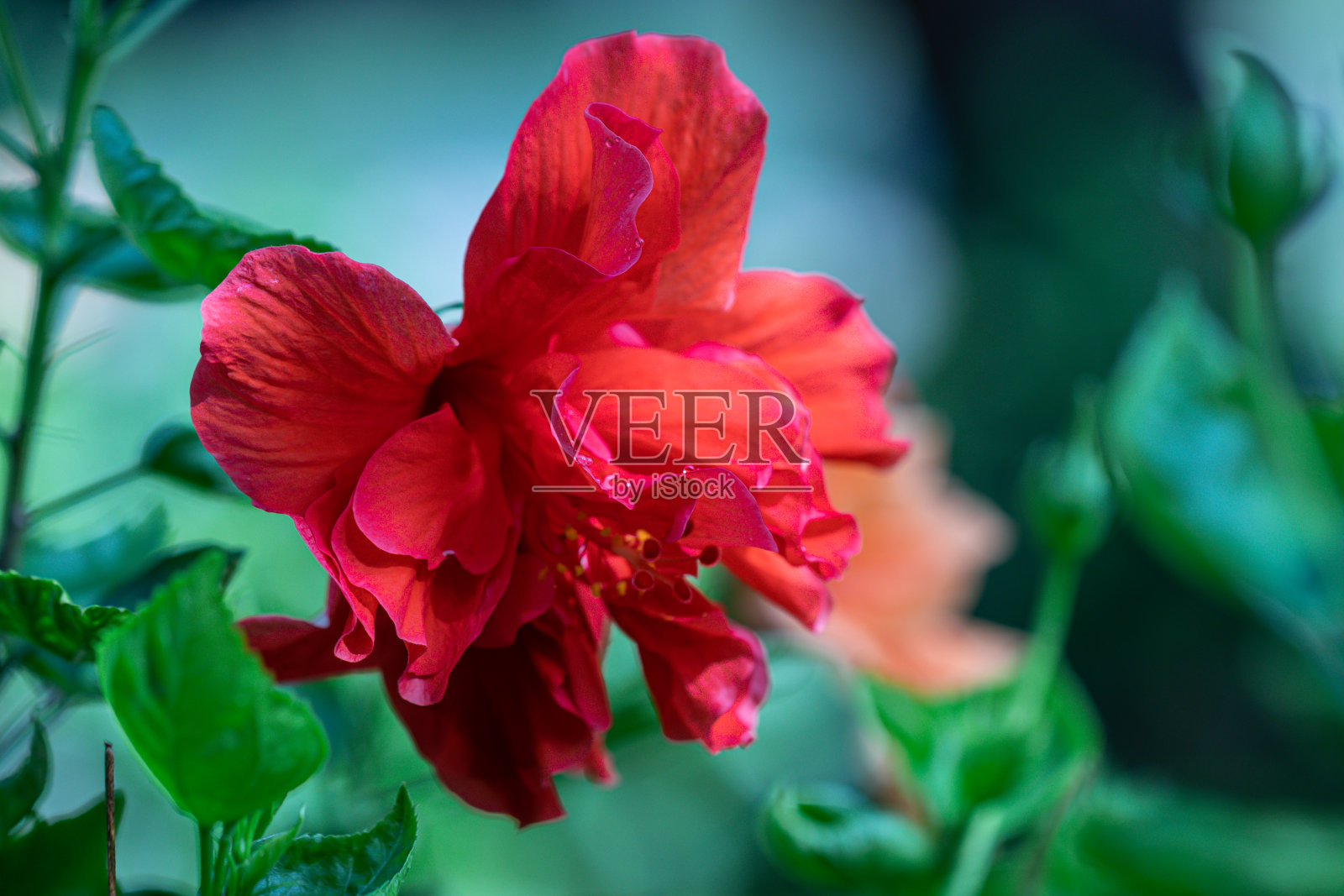 近看红色花粉的芙蓉花。选择性聚焦红色的芙蓉花在花园里绽放。照片摄影图片