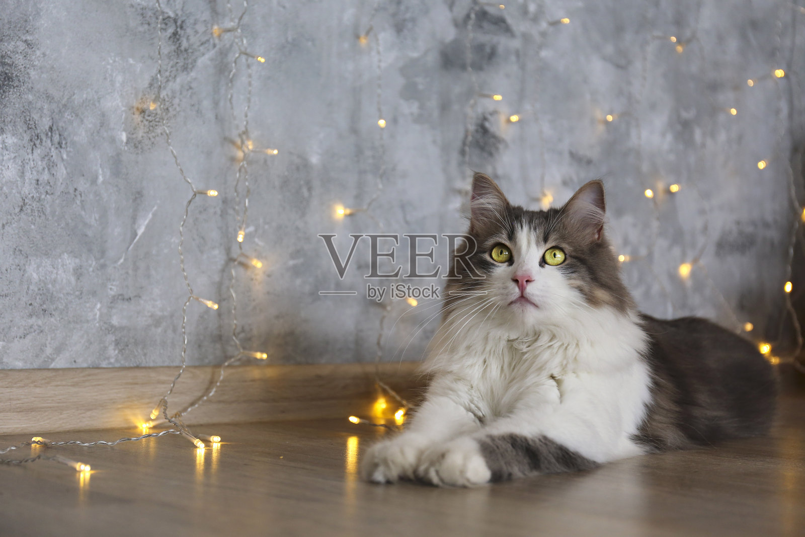 可爱的家养宠物在家,传统的寒假背景。照片摄影图片